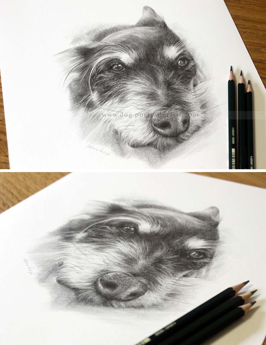 Pencil Pet Portraits