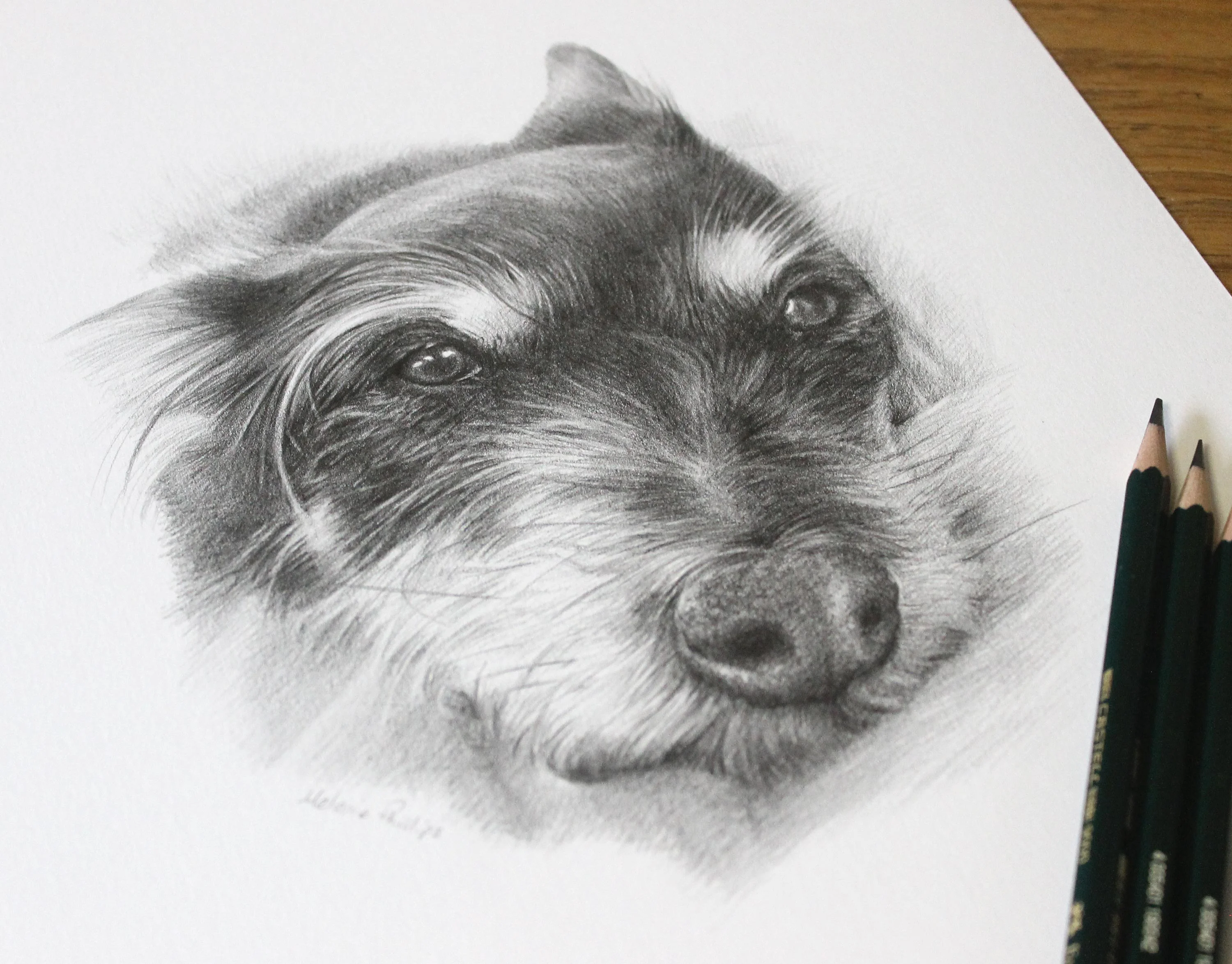 Graphite pencil portrait of a relaxed terrier dog, Biscuit, featuring a gentle expression and soft fur texture.