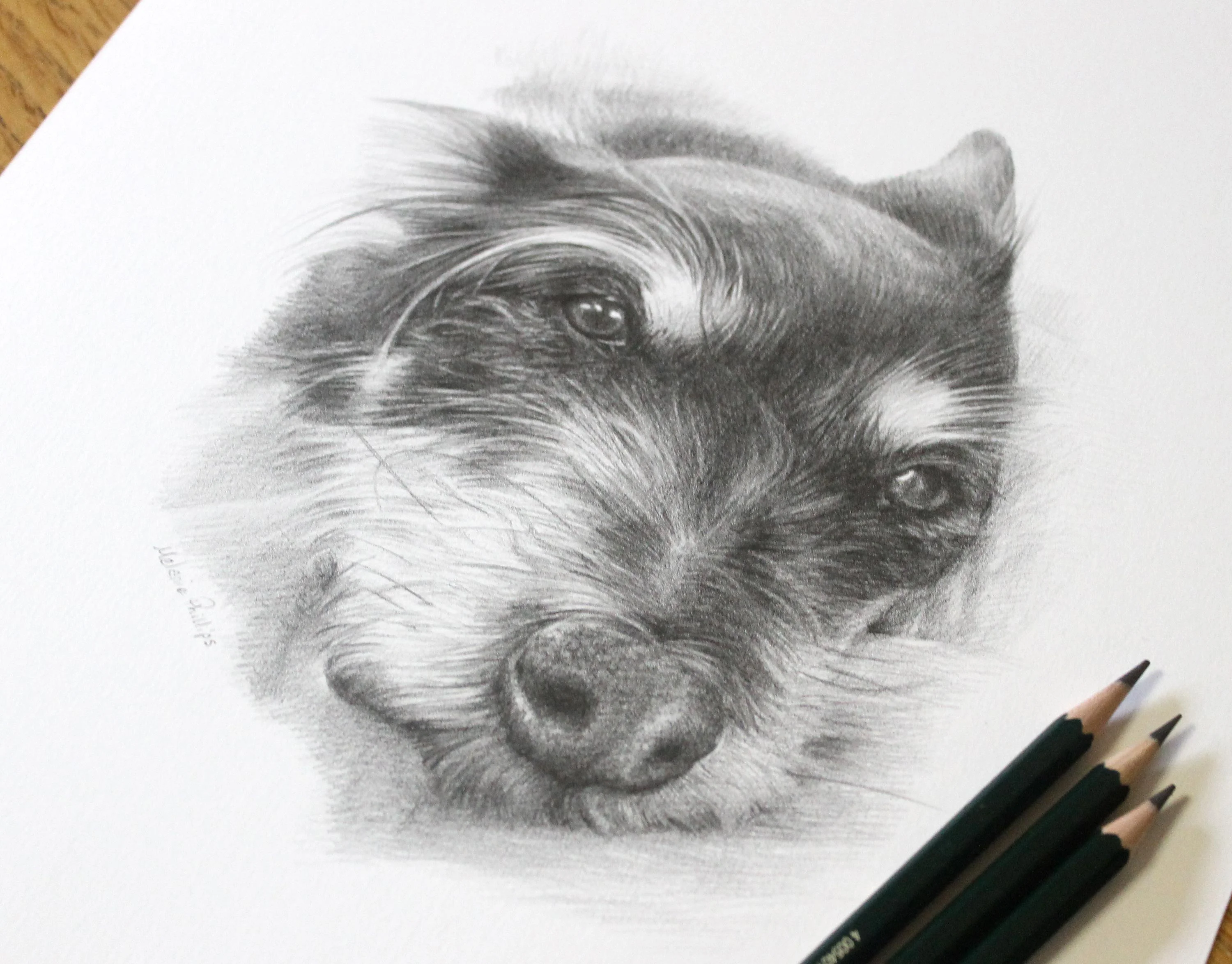 Peaceful pencil drawing of Biscuit, a terrier dog, with expressive eyes, laid on white paper beside various pencils.