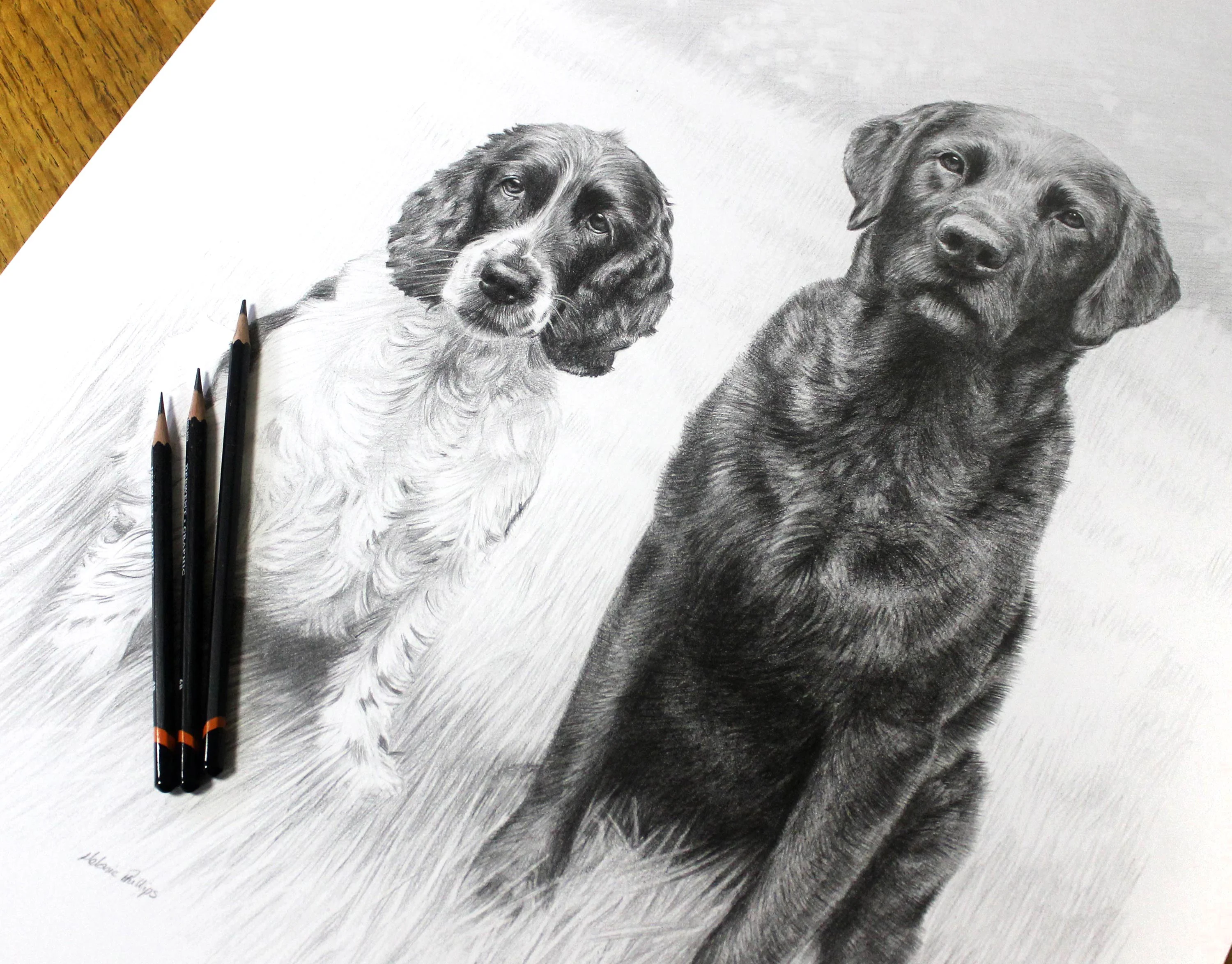 Classic pencil portrait of a Labrador (Stanley) and a Spaniel (Jarvis) duo, drawn by Melanie Phillips in a realistic graphite style, showcasing their bond.