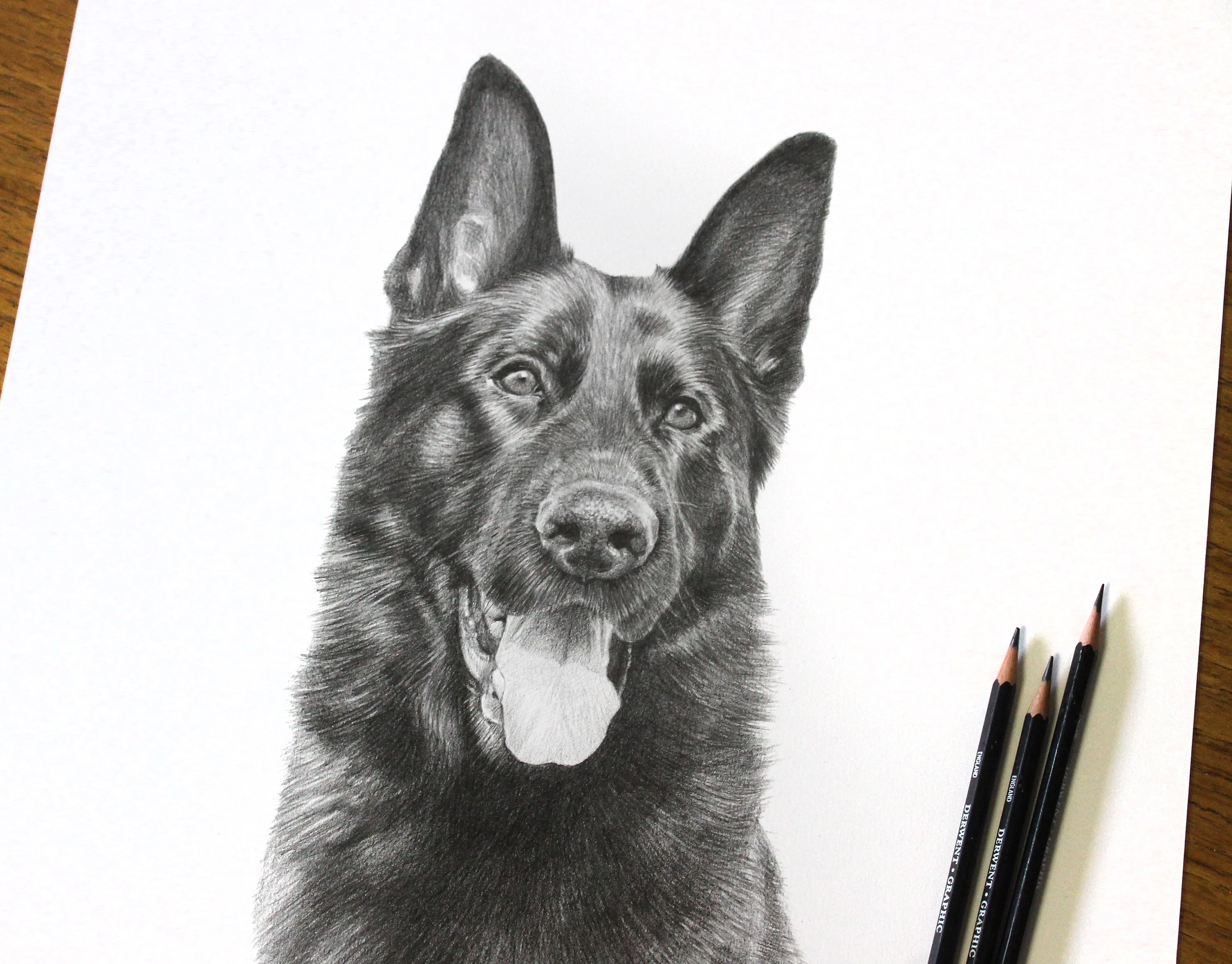 Classic pencil portrait of a German Shepherd, Django, with its tongue playfully out, expertly drawn in graphite.