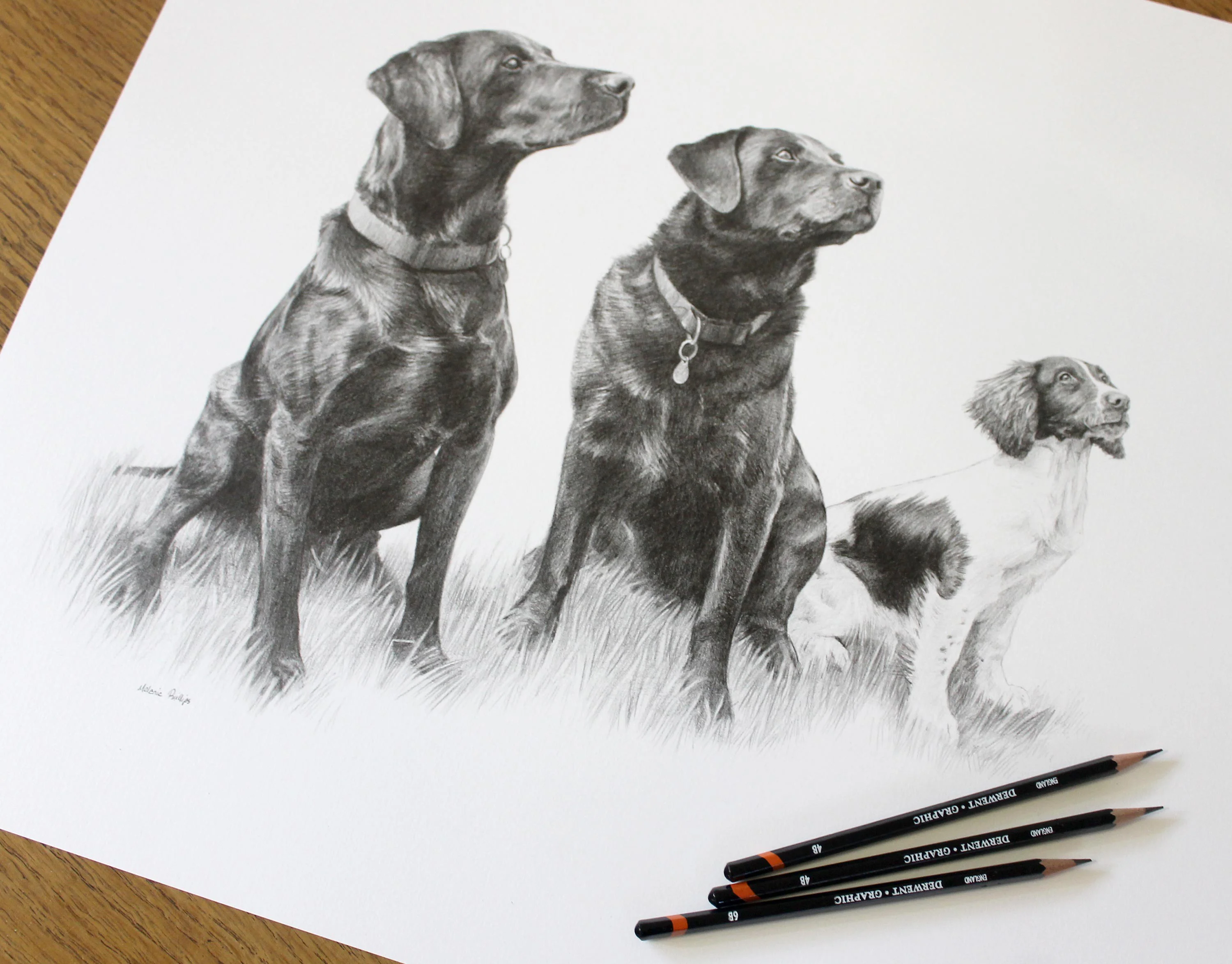 Classic pencil drawing of two Labradors (Dexter, Tui) and a Springer Spaniel (Purdey) sitting together in a grassy field, capturing their unique expressions.