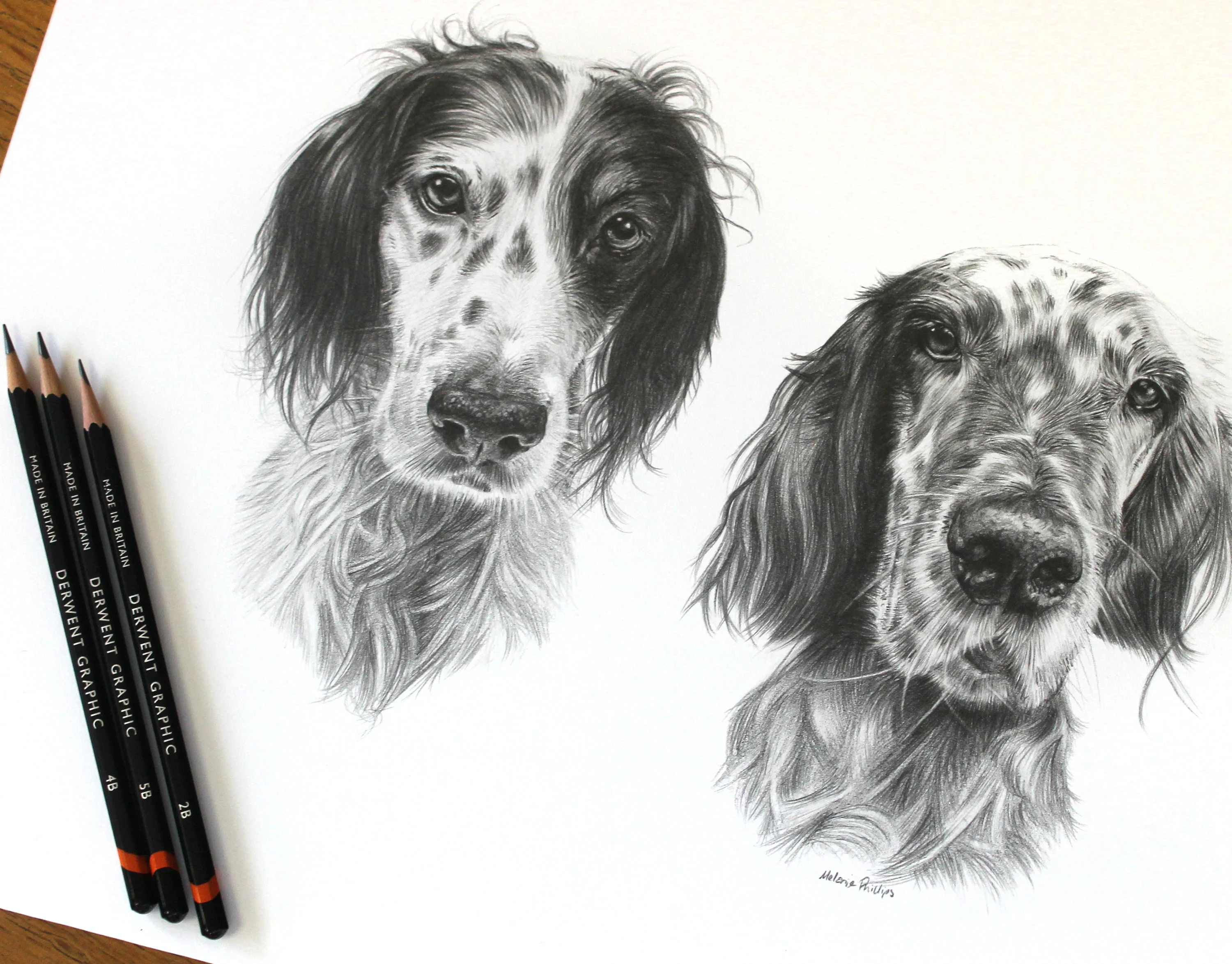 Collection of detailed graphite pencil portraits featuring multiple dogs: English Setters Violet and Gill, and a Springer Spaniel Charlie, capturing their unique features.