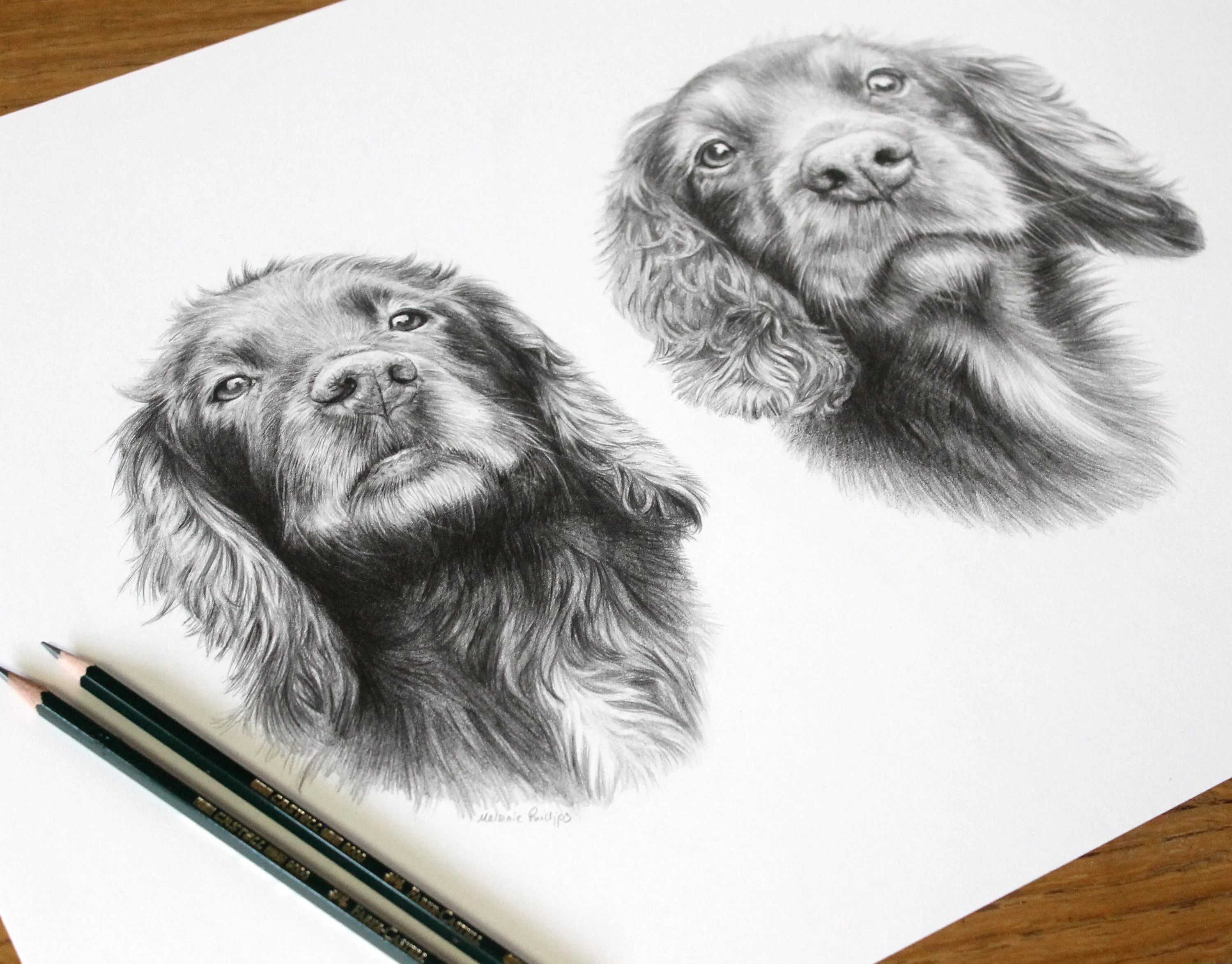 Pencil portrait of two Cocker Spaniel dogs, Jenny and Fern, drawn in graphite, with green Faber-Castell pencils beside the artwork.