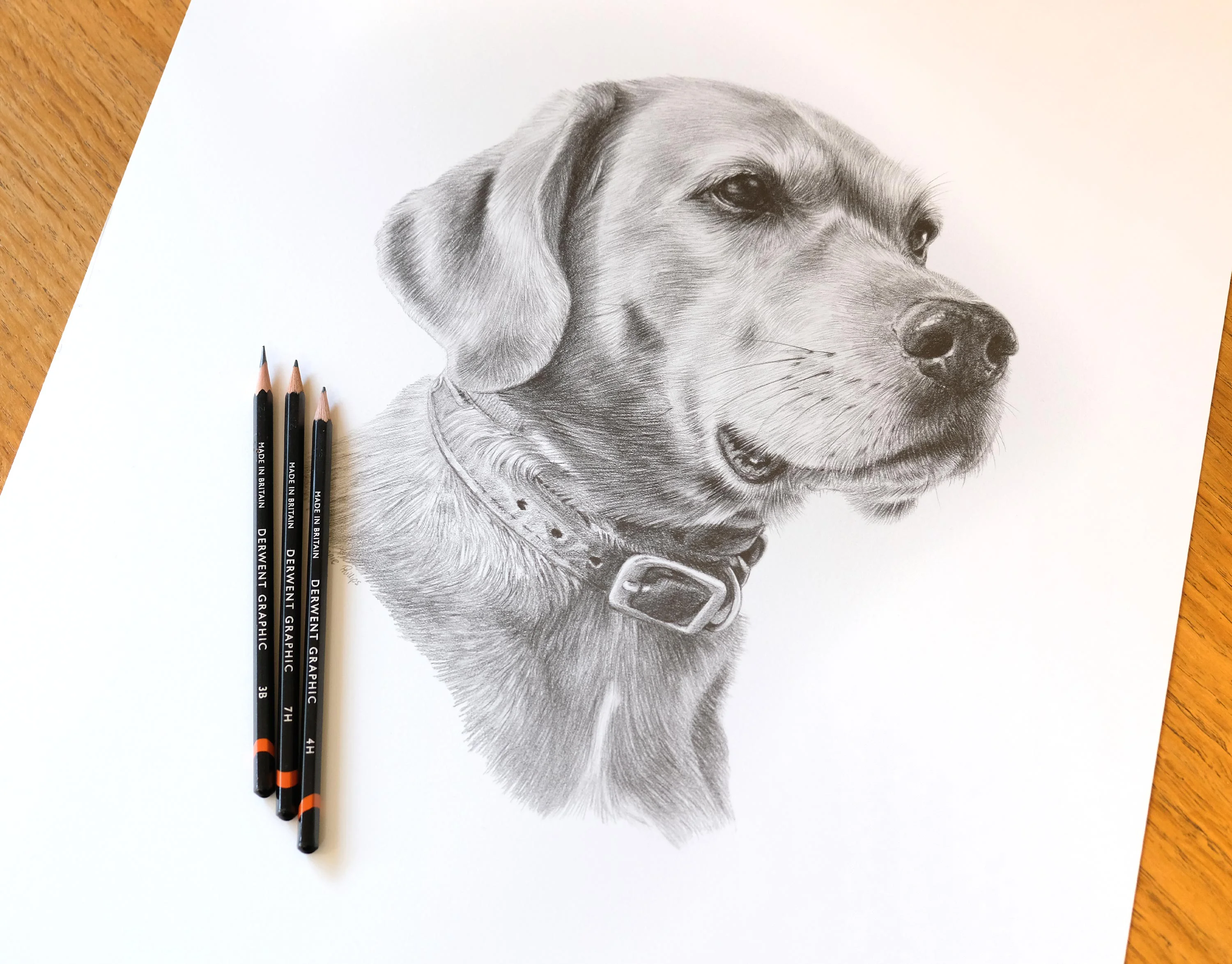Realistic pencil drawing of a Labrador Retriever, Rusty, with Derwent Graphic pencils resting beside the artwork, showcasing the texture of his fur.
