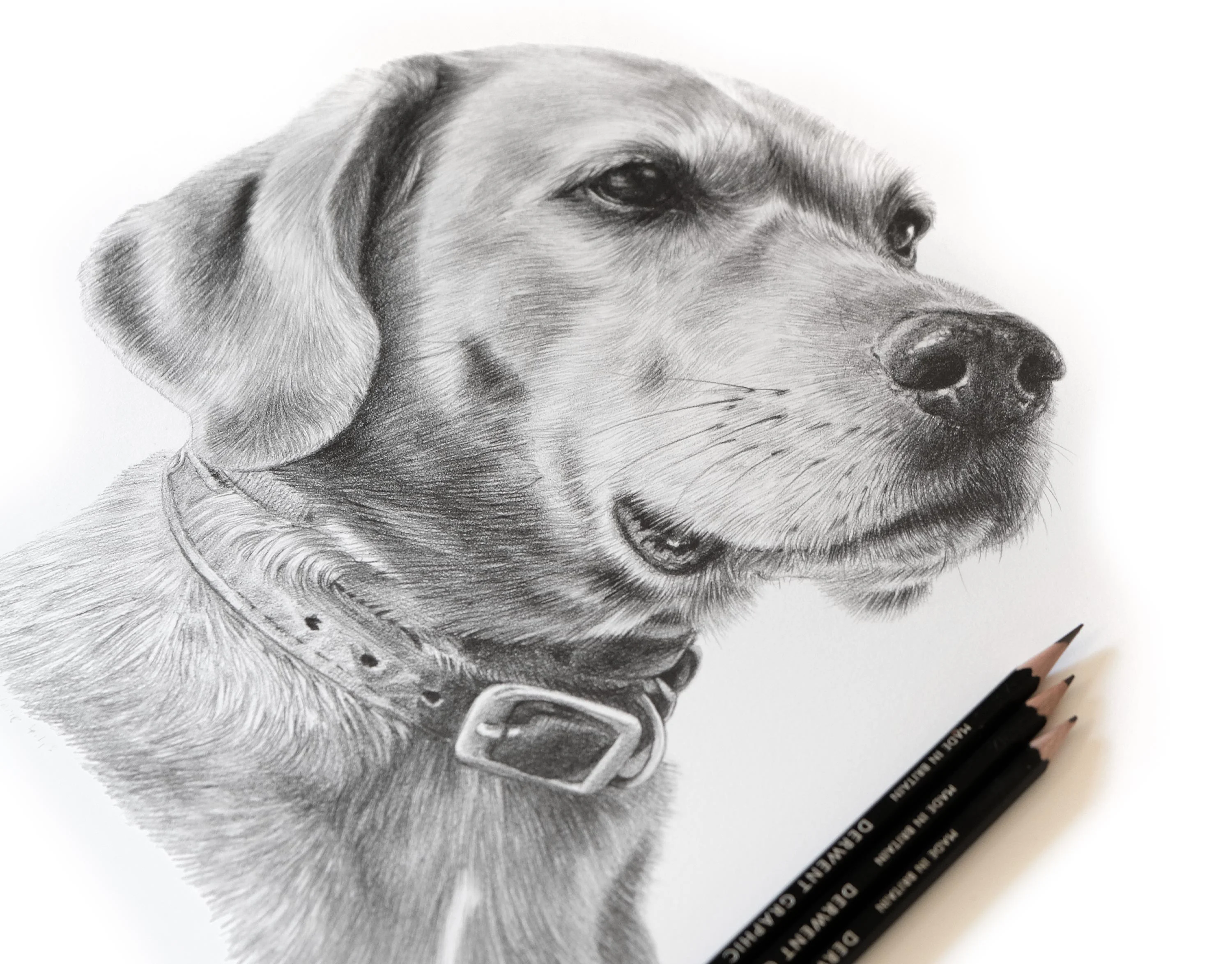 Classic pencil portrait of a Labrador, Rusty, rendered in graphite by pet artist Melanie Phillips, capturing his serene expression.