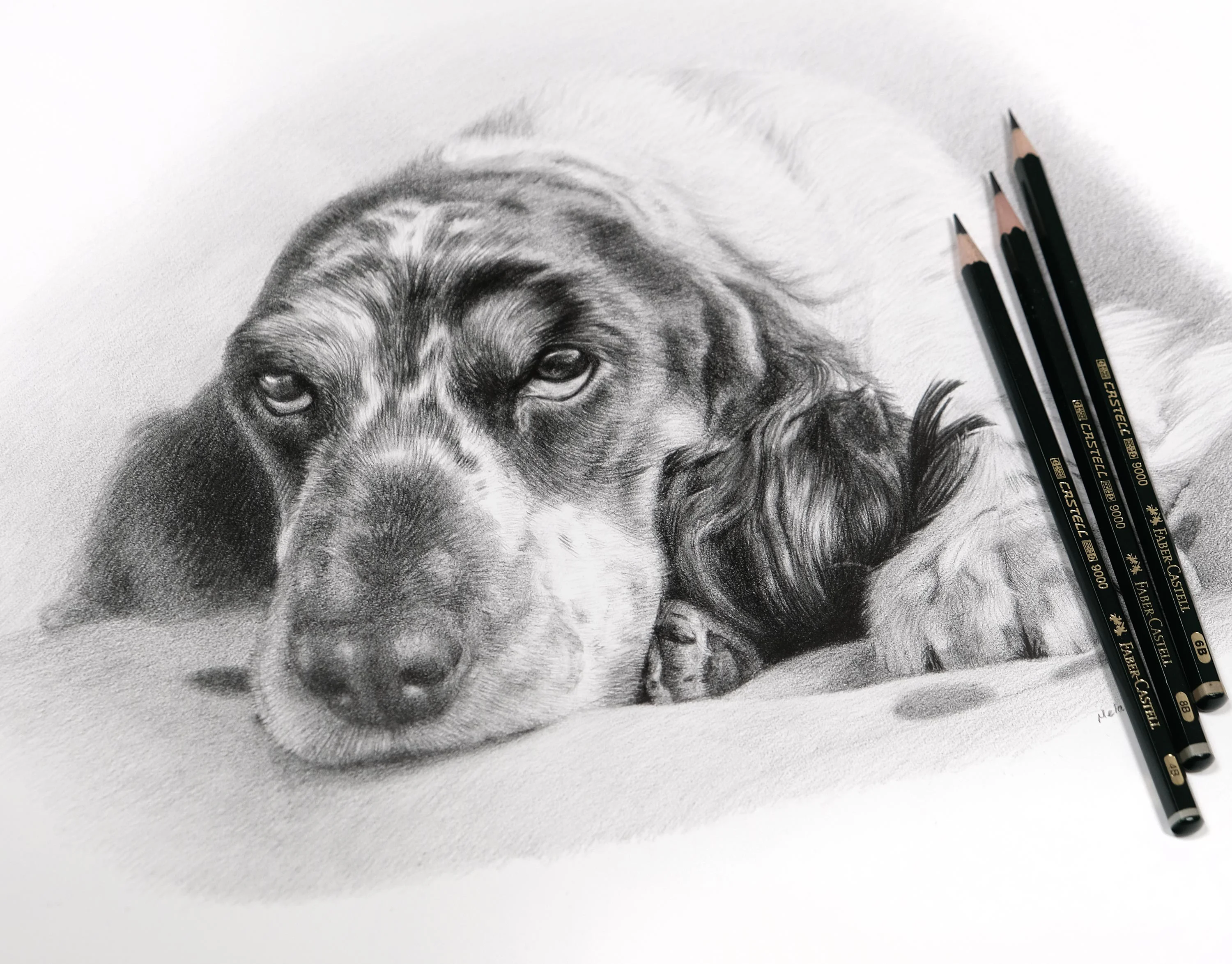 Pencil drawing of a relaxed Cocker Spaniel dog, Monty, resting his head, with Faber-Castell pencils neatly arranged beside the artwork.
