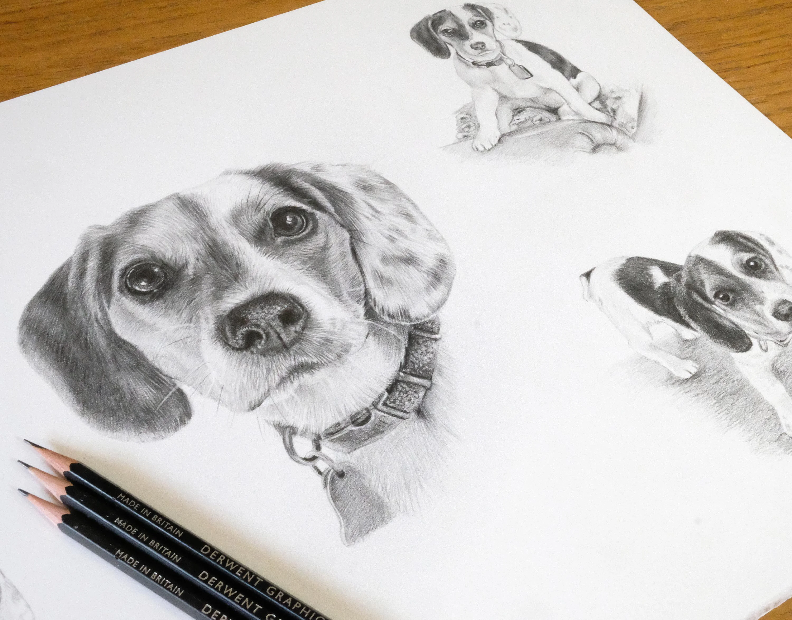 A detailed pencil portrait montage of Vera, a Beagle, featuring multiple expressive poses and showcasing her distinctive curly fur, alongside Derwent Graphic pencils.