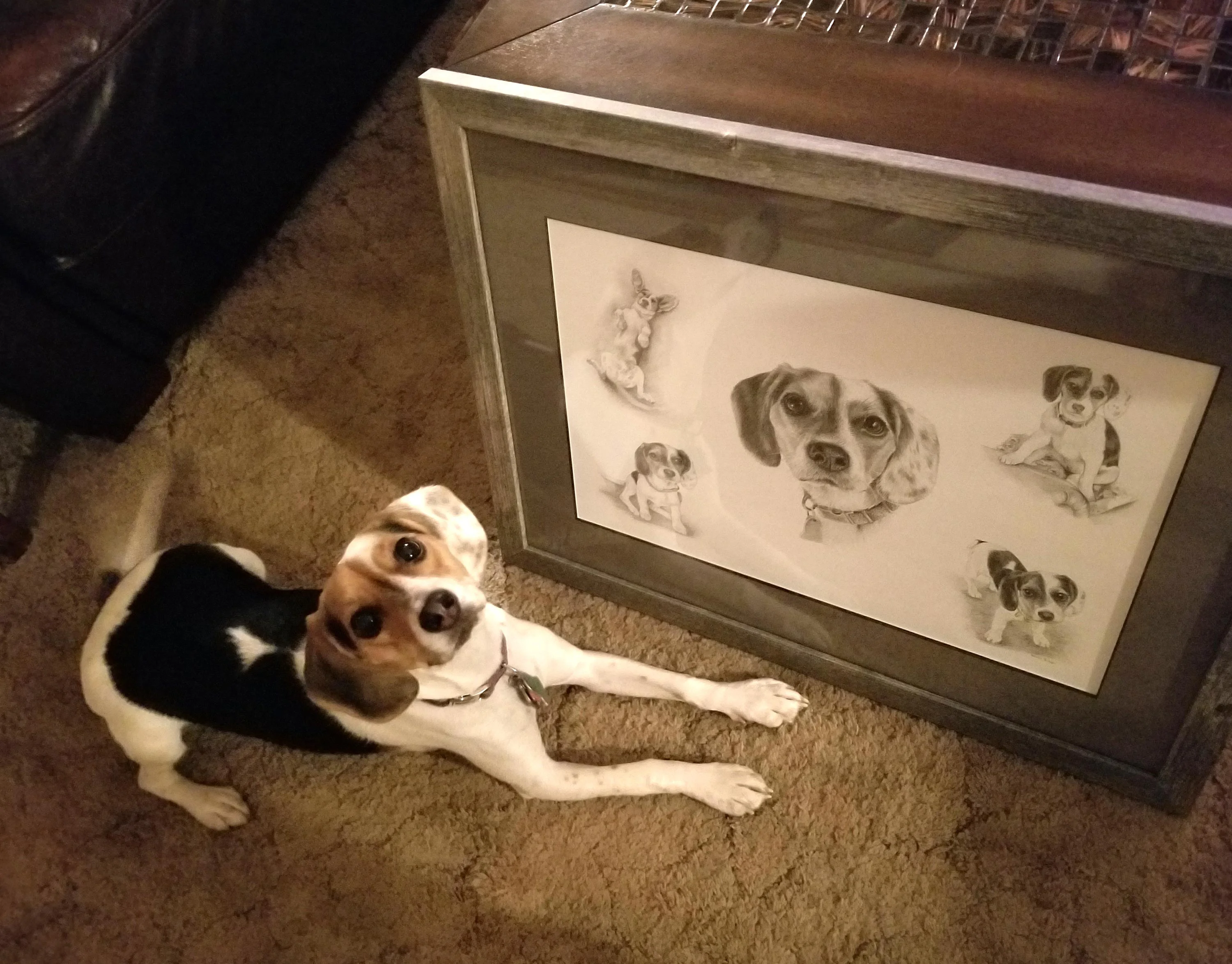 Vera the Beagle sitting next to her custom framed pencil portrait montage by Melanie Phillips, illustrating the artwork's scale and detail.