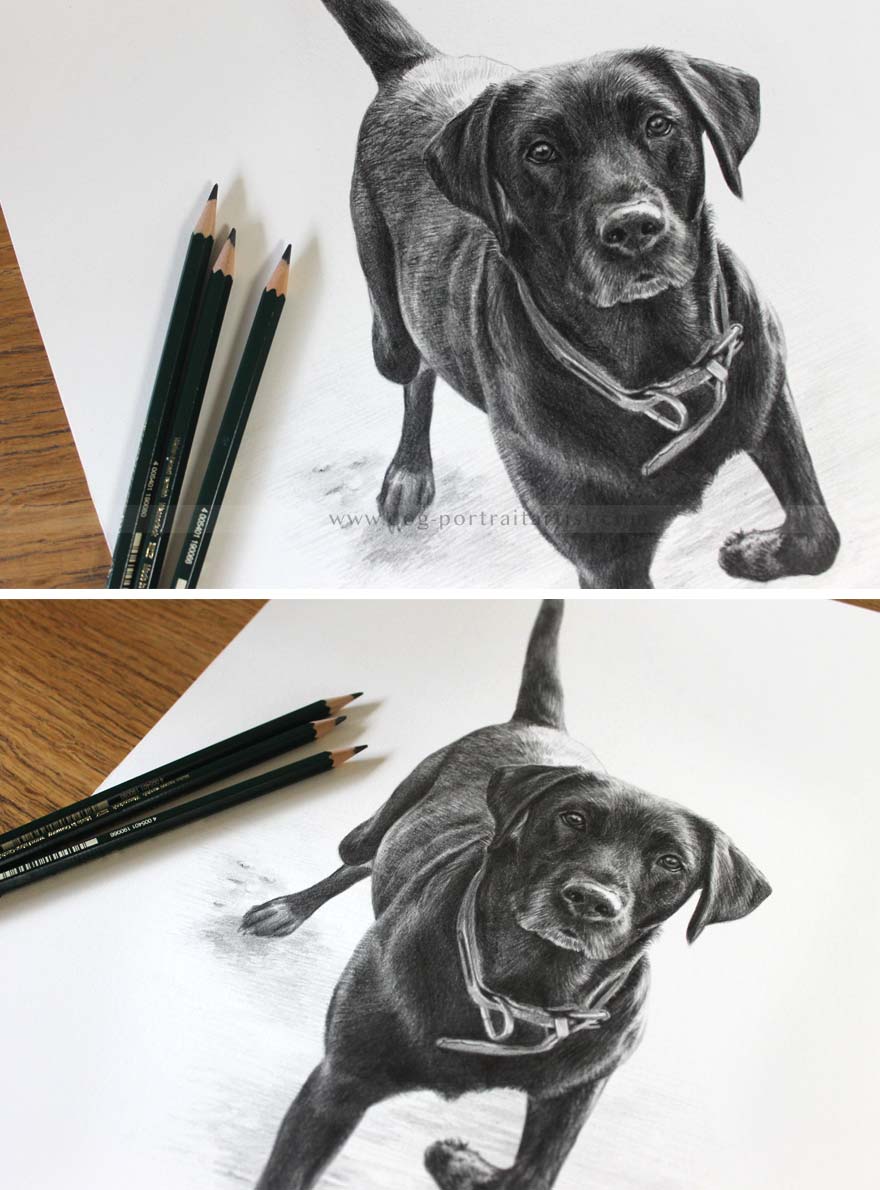Dog Pencil Pet Portraits