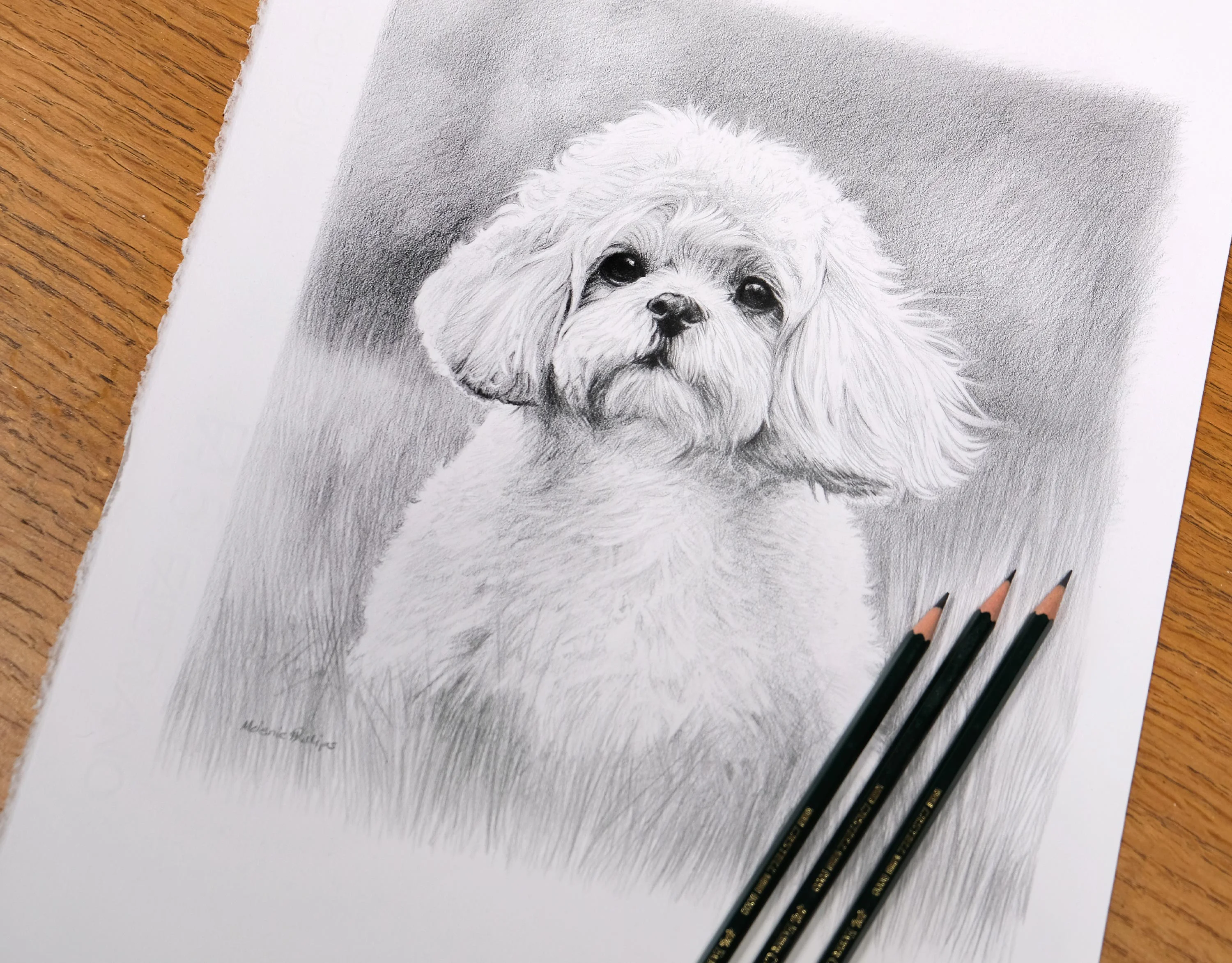 A detailed pencil drawing of Simba, a Bijon Shih Tzu mix, showcasing his fluffy coat and endearing, expressive eyes.