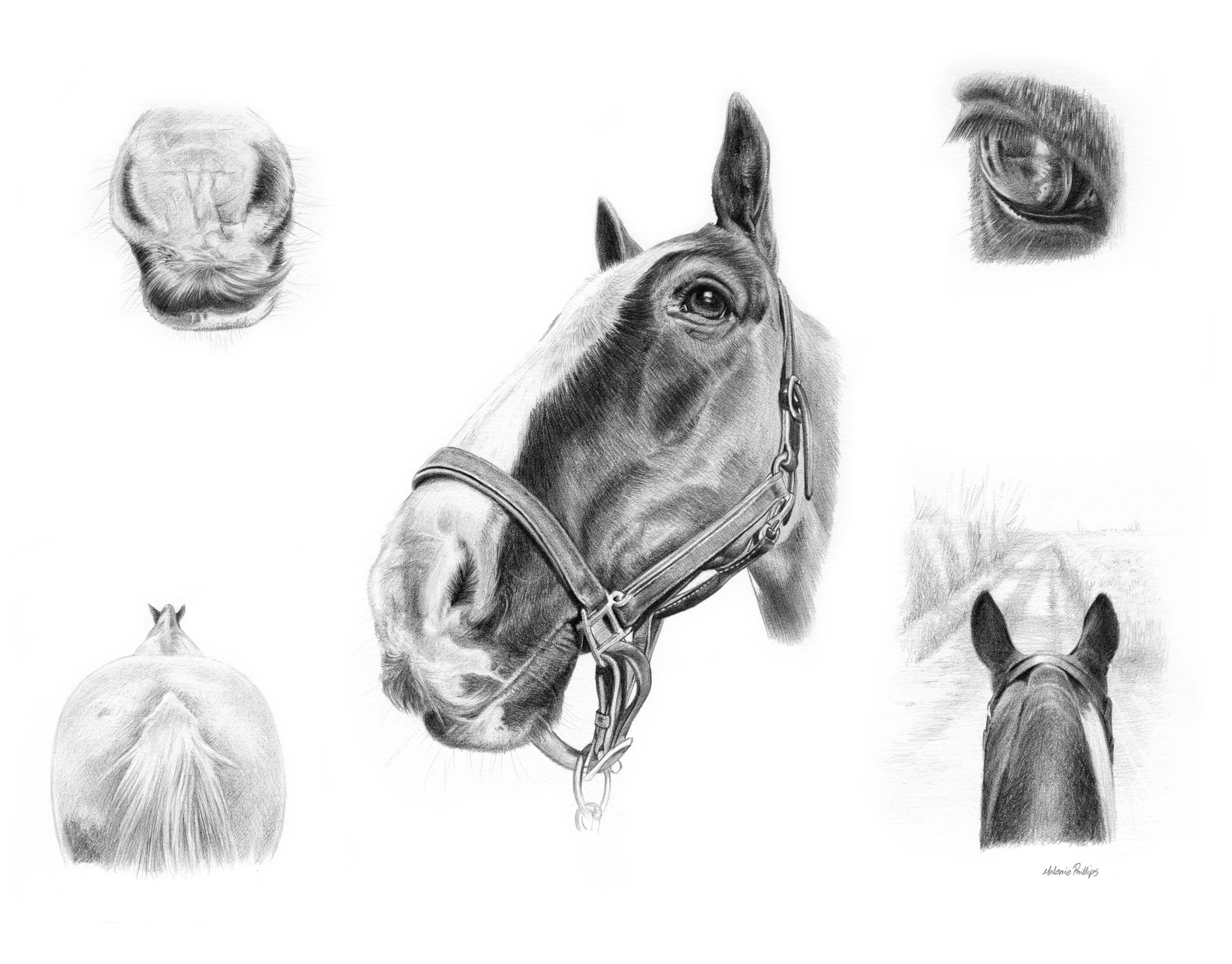 Lifelike pencil montage of Jasper the horse, including scenes with a rider, jumping, and affectionate moments, all hand-drawn by Melanie Phillips.
