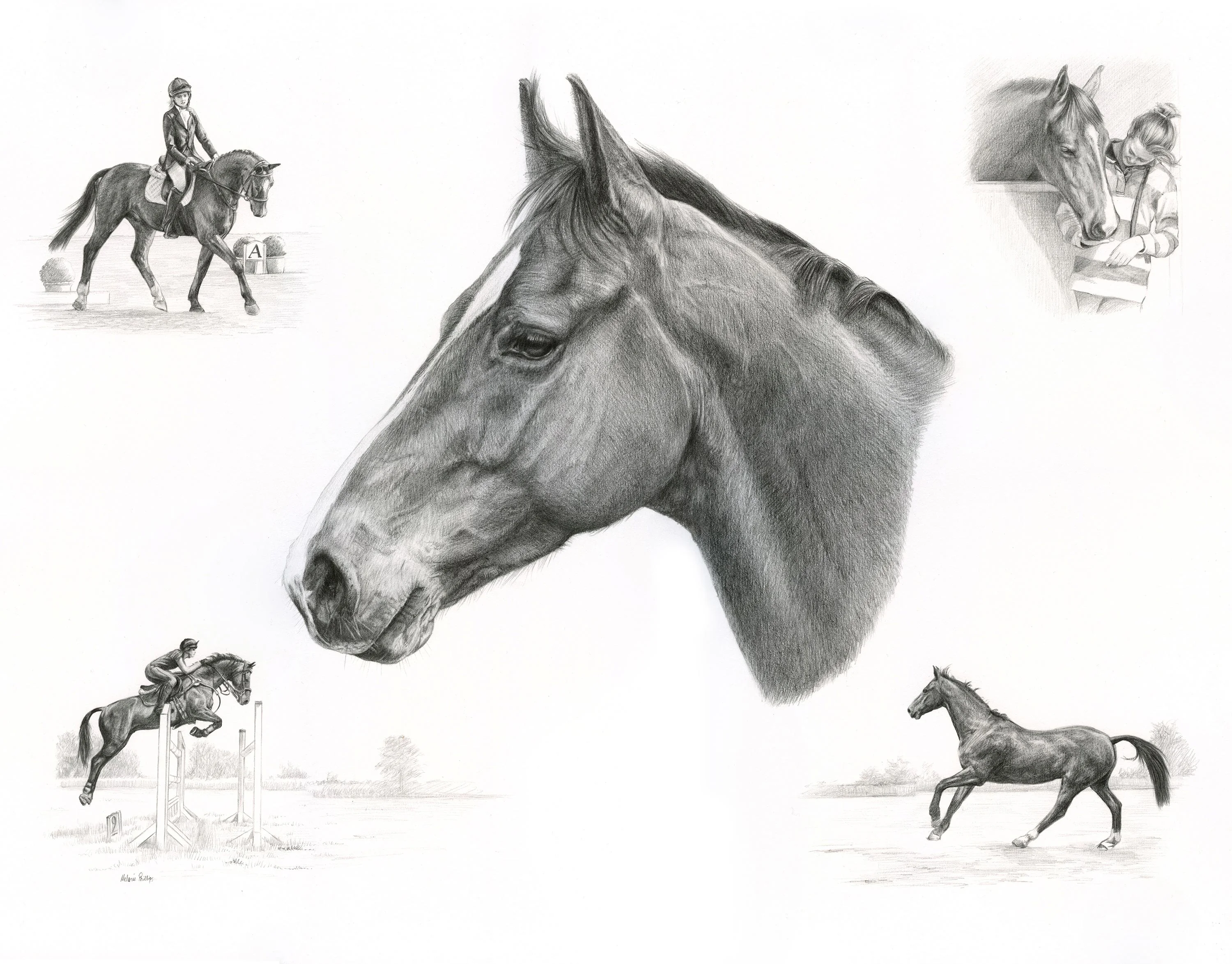 Fine art pencil portrait montage of Casanova the horse, including close-up details, dressage, jumping, and trotting scenes, showcasing his athleticism.