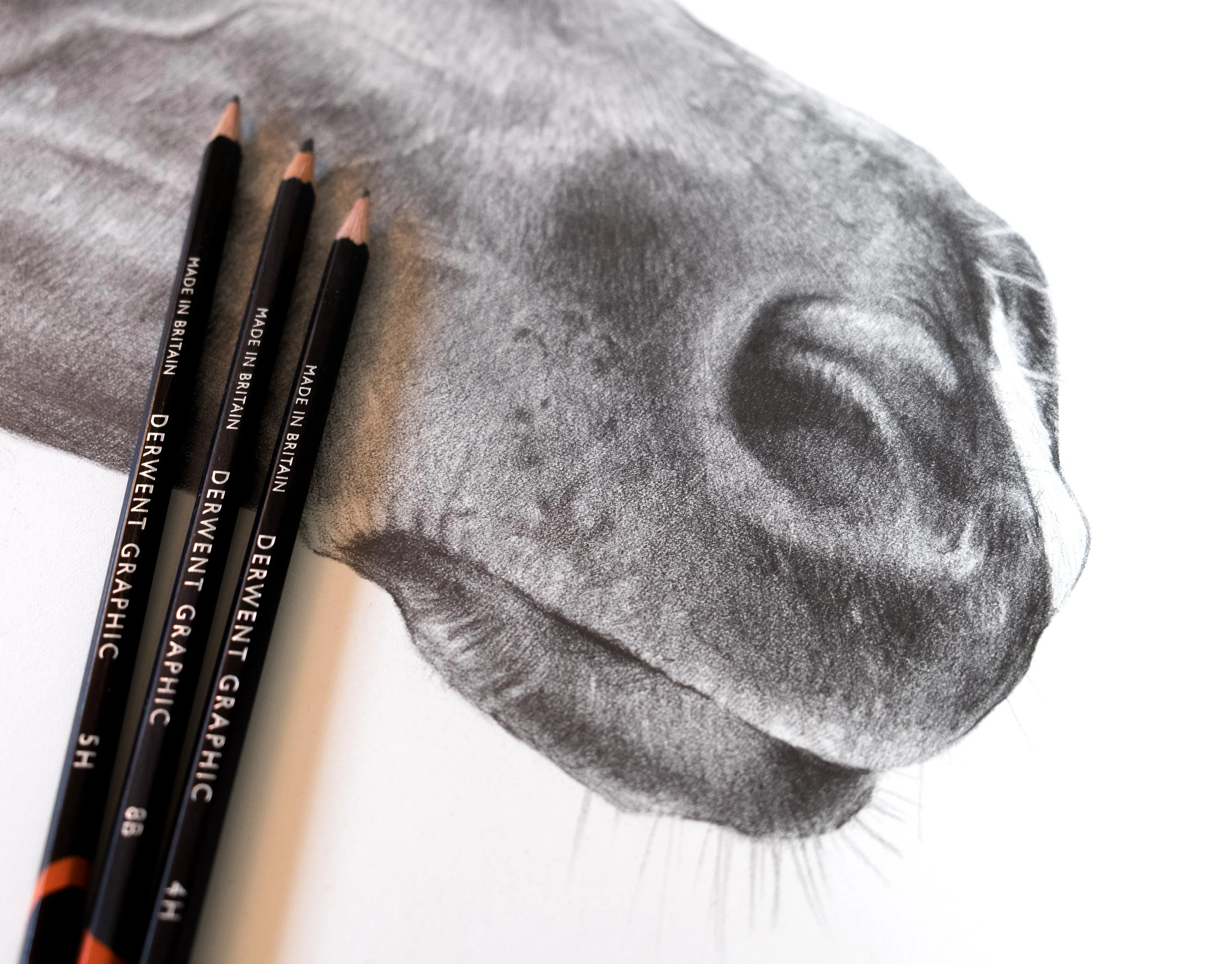 Close-up detail of a graphite pencil horse drawing, specifically showcasing the texture and realism of the muzzle area.
