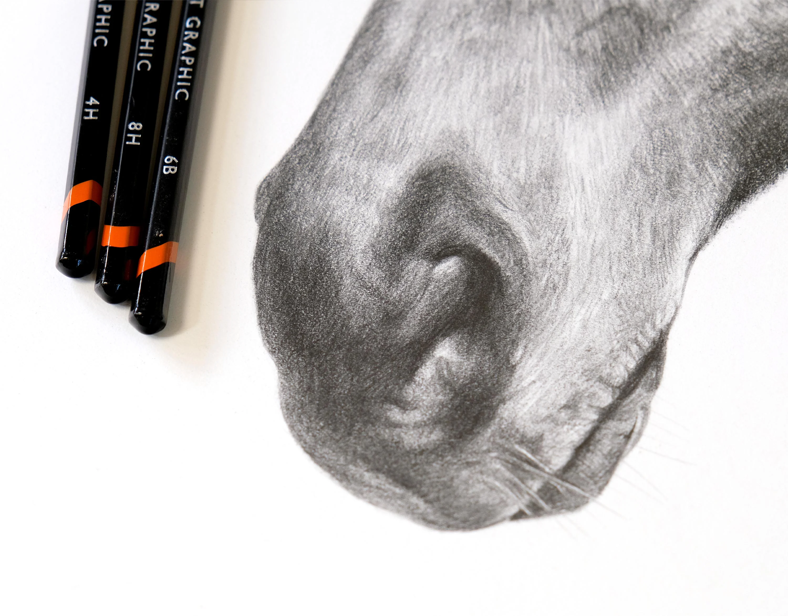 Close-up detail of a pencil drawing of a horse's nose, showing exquisite fine detail in shading and texture.