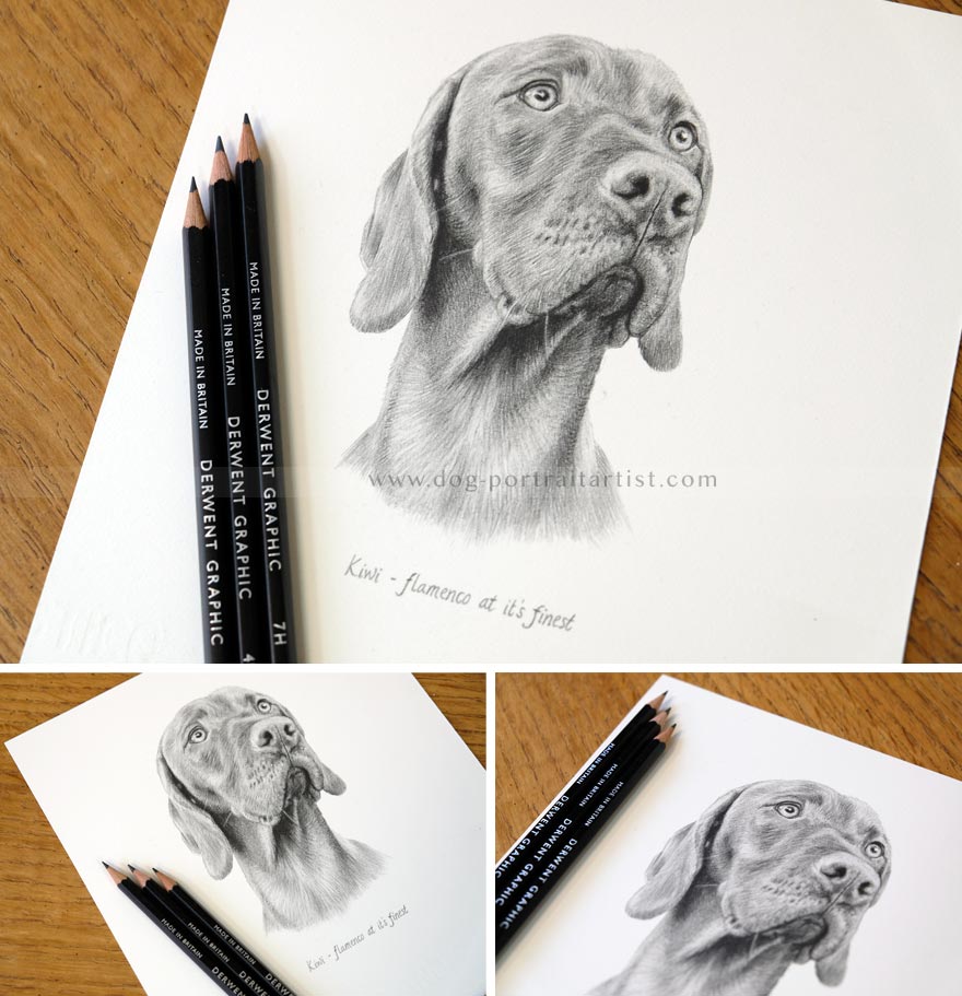 Hungarian Vizsla Portraits