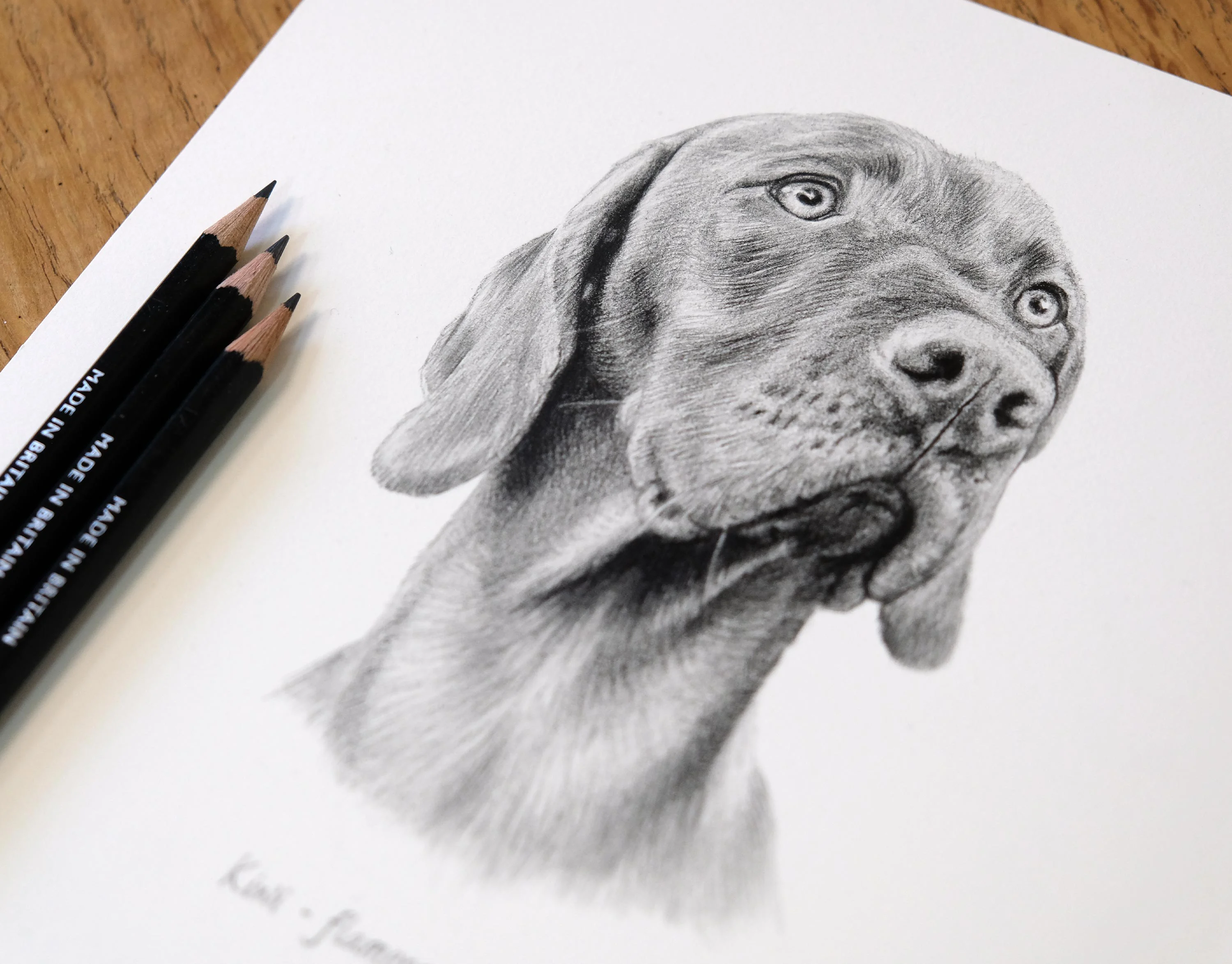 Lifelike pencil drawing of Kiwi, a Hungarian Vizsla dog, featuring soft shading and intricate fine detail.