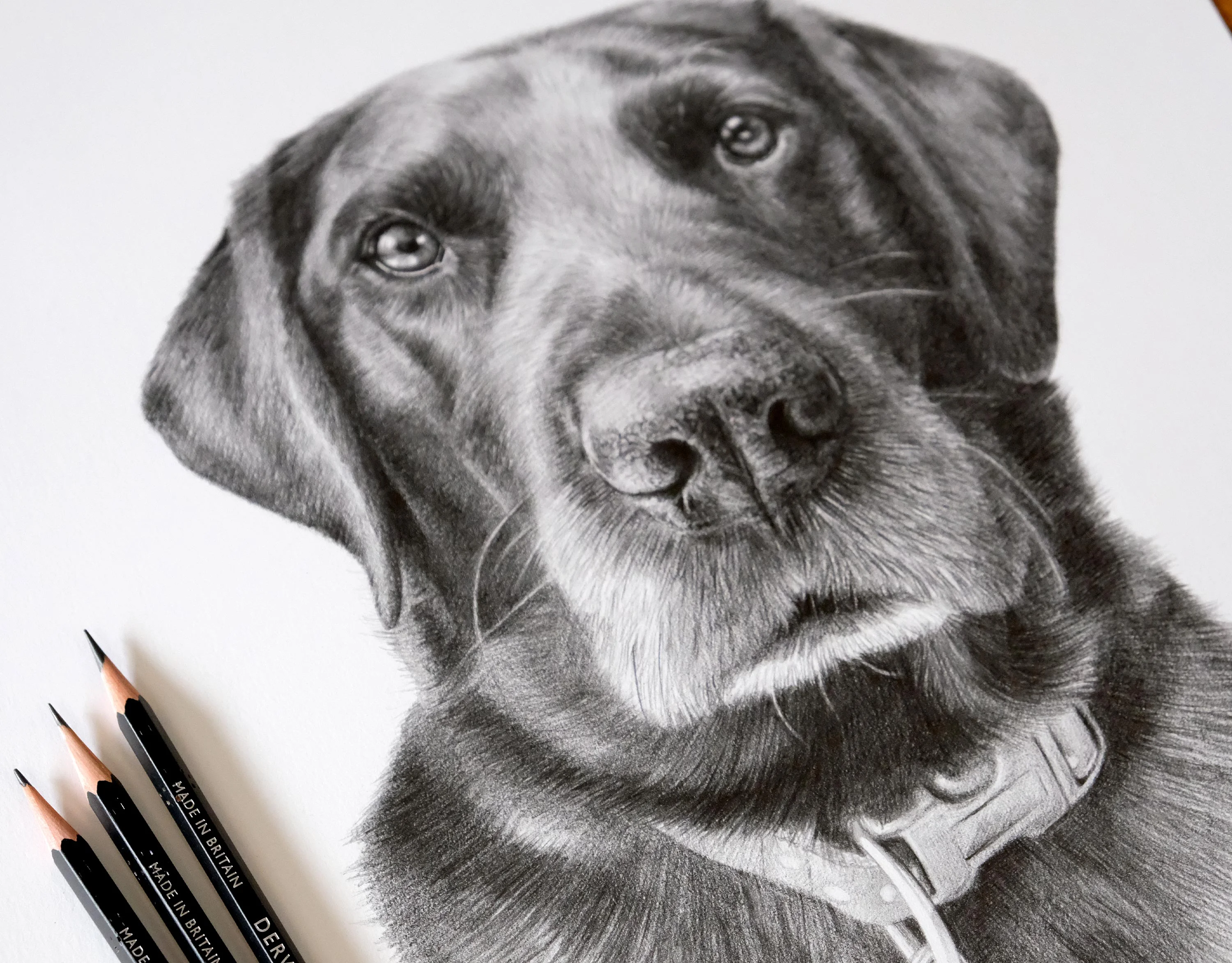 Classic pencil portrait of Ollie, a Labrador Retriever, drawn by artist Melanie Phillips, showing fine detail and a gentle expression.