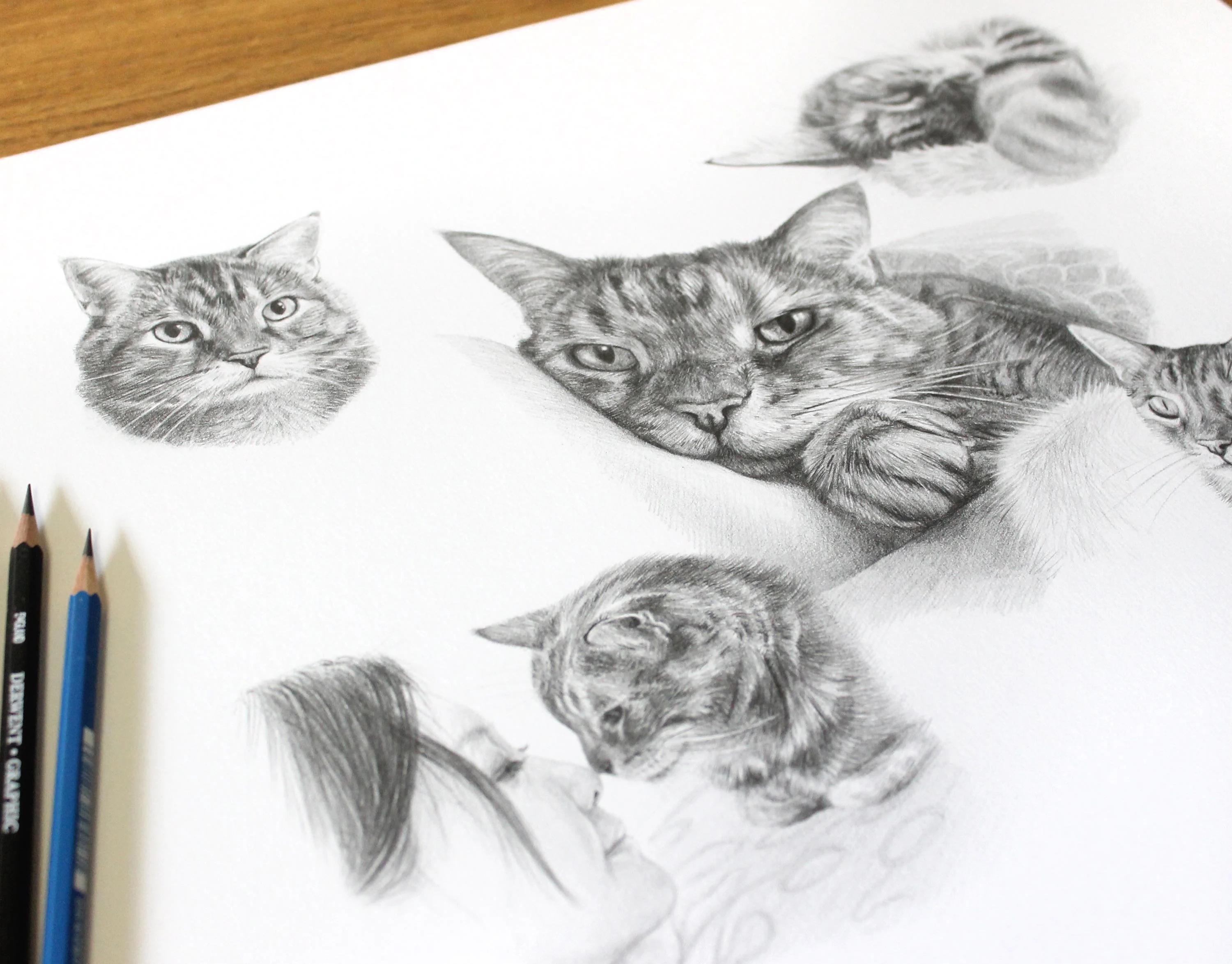 Framed pencil montage portrait of tabby cat Gilli featuring five lifelike sketches in different poses.