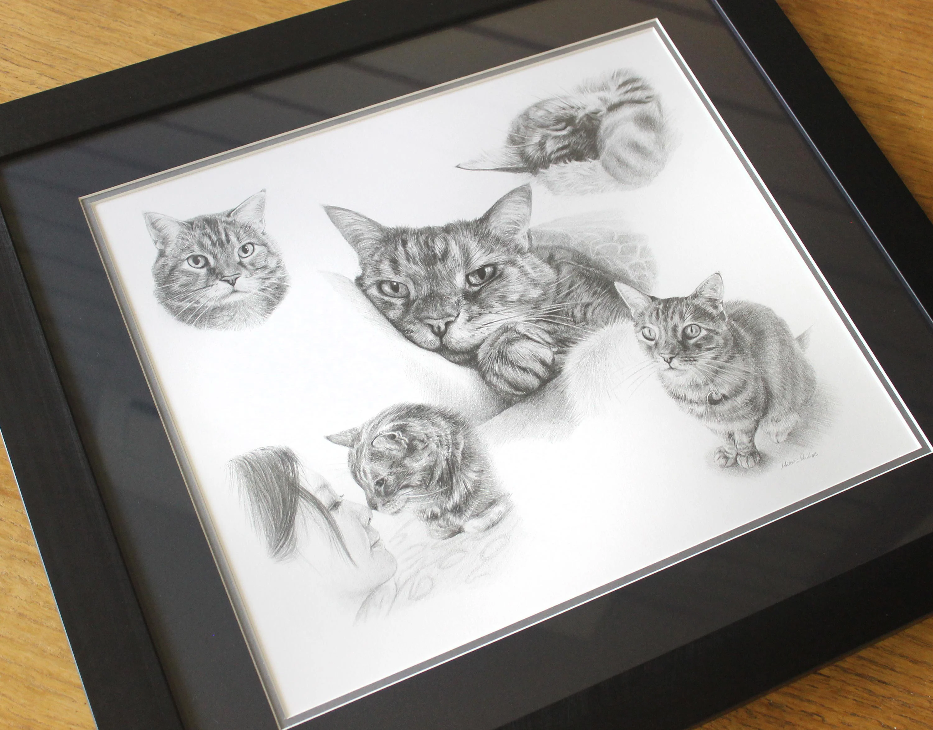 Close-up pencil sketches of Gilli the cat within a montage, including a tender moment with her owner, demonstrating emotional connection.