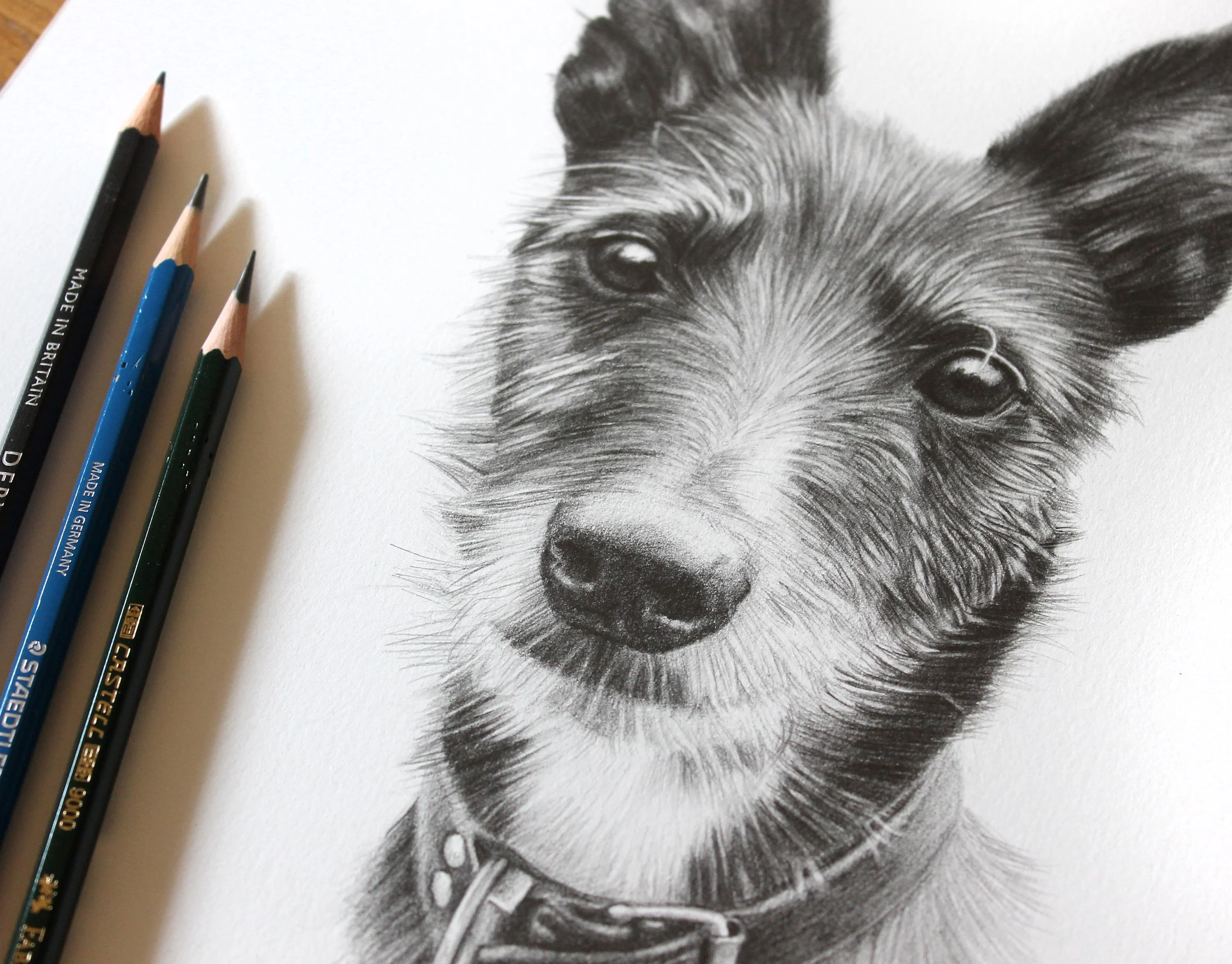 A detailed pencil drawing of Poppy, a sweet and gentle dog, by Melanie Phillips, showcasing fine fur and expressive eyes.