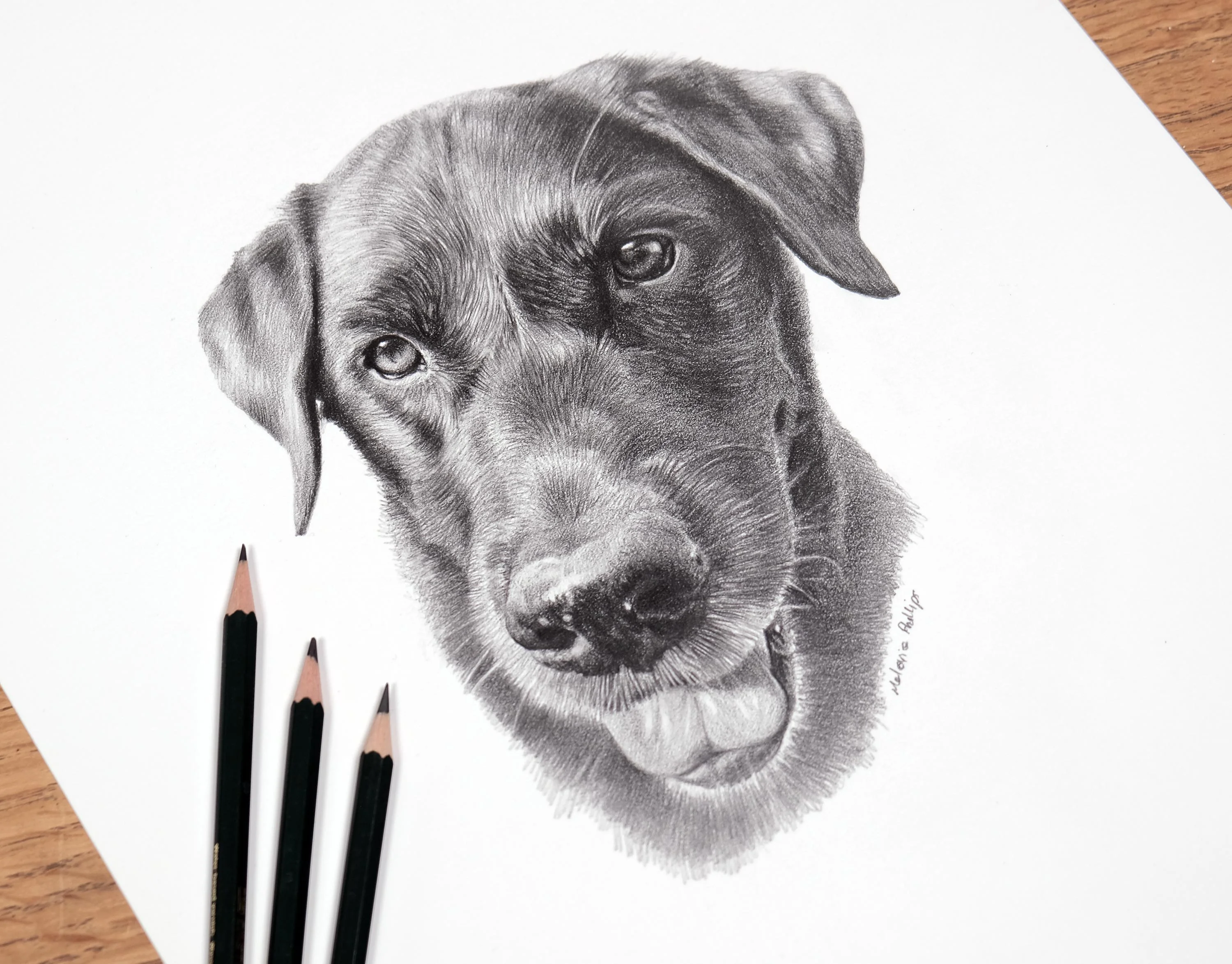Realistic graphite pencil drawing of a Labrador retriever (Beano) in progress, with green pencils resting beside the paper.