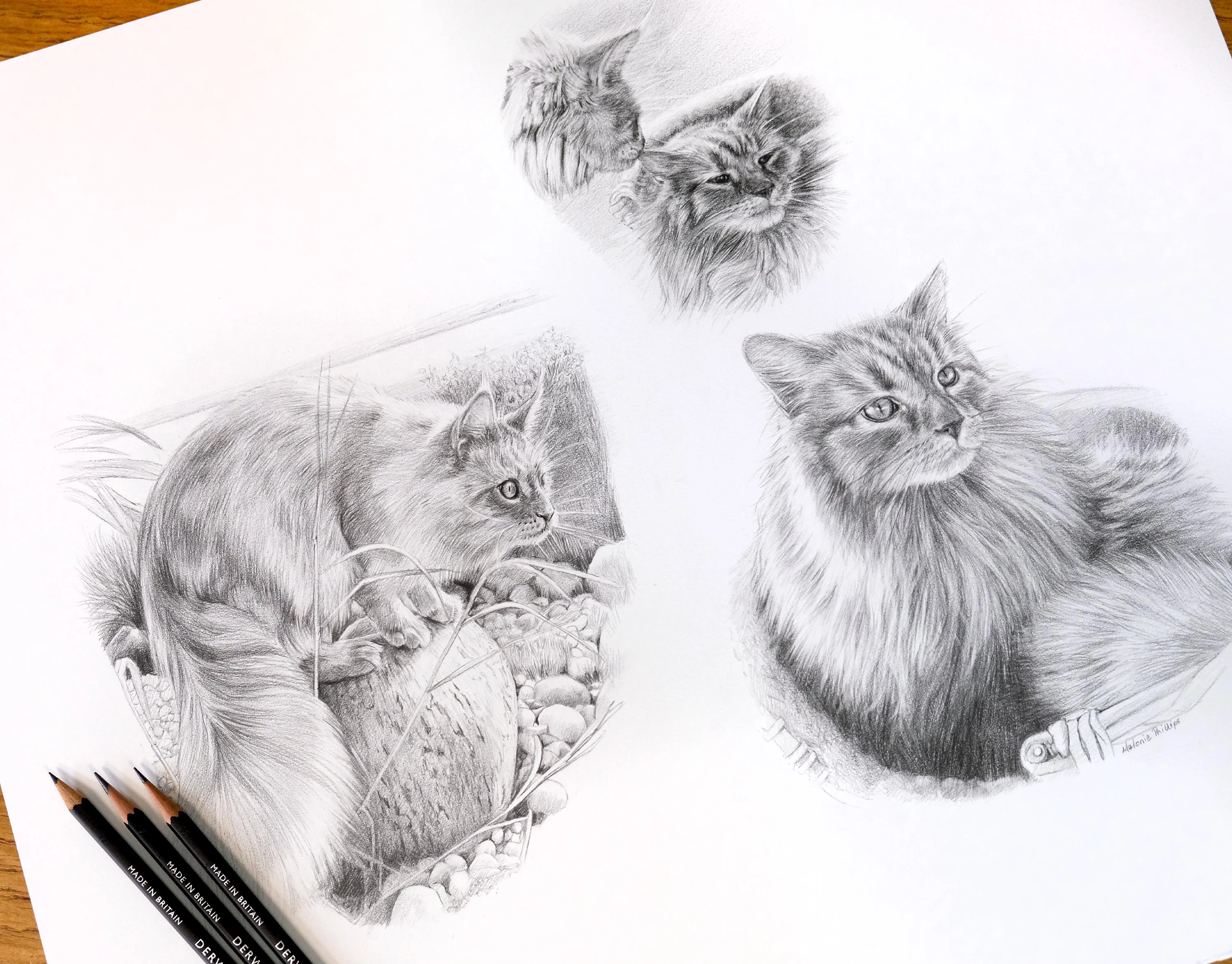 Classic pencil montage of a long-haired cat, Archie, in different poses, including garden and wicker chair scenes, showcasing his various charms.