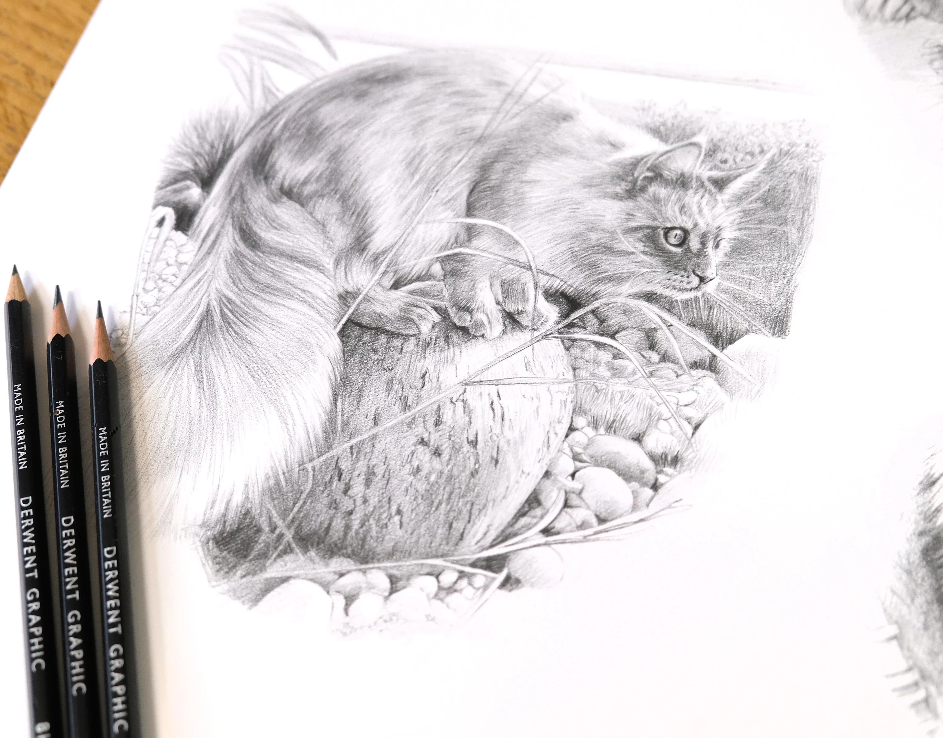 Realistic graphite cat drawing of Archie, a fluffy tabby, in a lush garden setting, part of a larger montage by Melanie Phillips.
