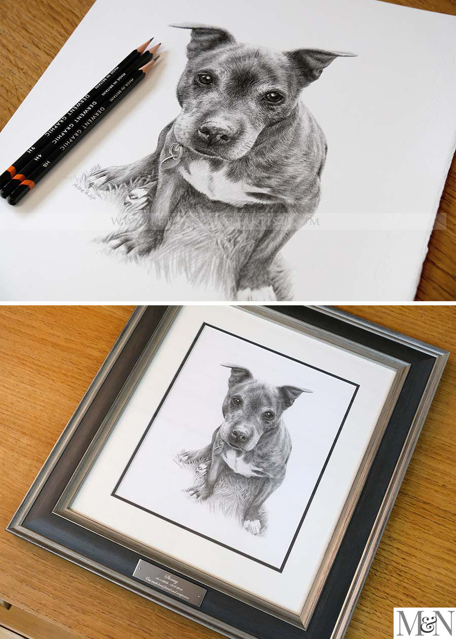 Dog Pet Portraits