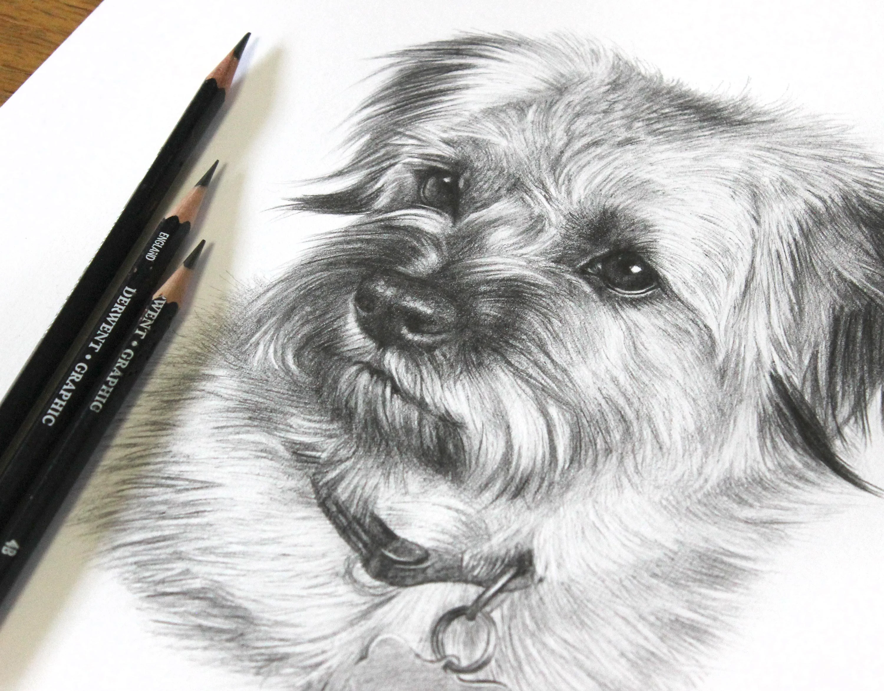 Classic pencil drawing of a Border Terrier cross dog, Teasel, with expressive eyes and fluffy fur texture.