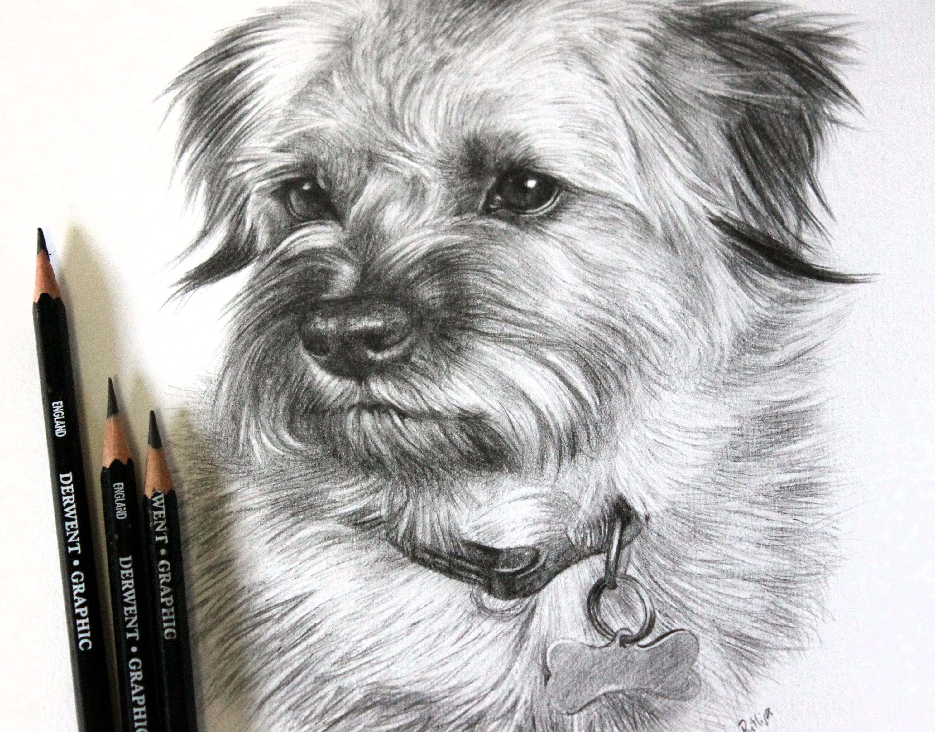 Close-up pencil portrait of a Border Terrier mix, Teasel, with three Derwent Graphic pencils resting beside the drawing.