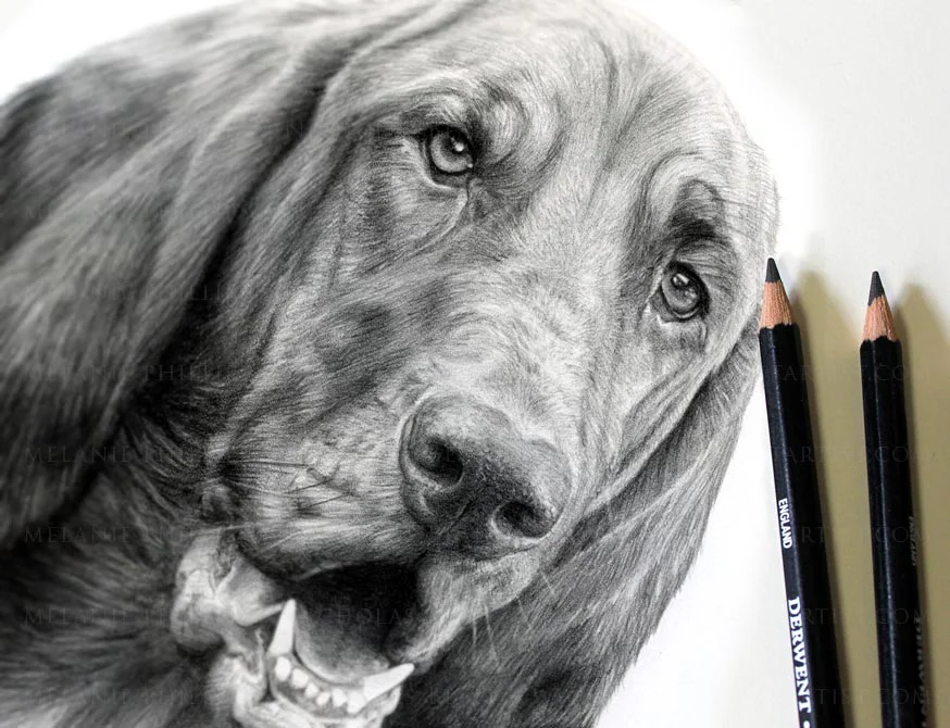 Highly detailed graphite pencil portrait of a Bloodhound (Daisy) with classic features, accompanied by Derwent Graphic pencils beside the drawing.