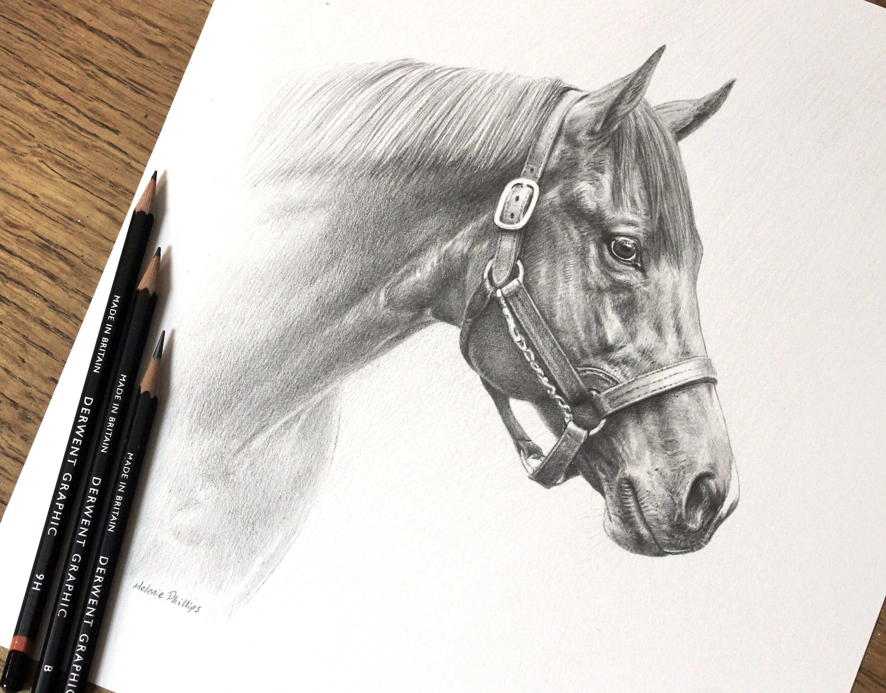 Detailed graphite pencil portrait of the stallion Siyouni, commissioned by the Aga Khan and drawn by Melanie Phillips.