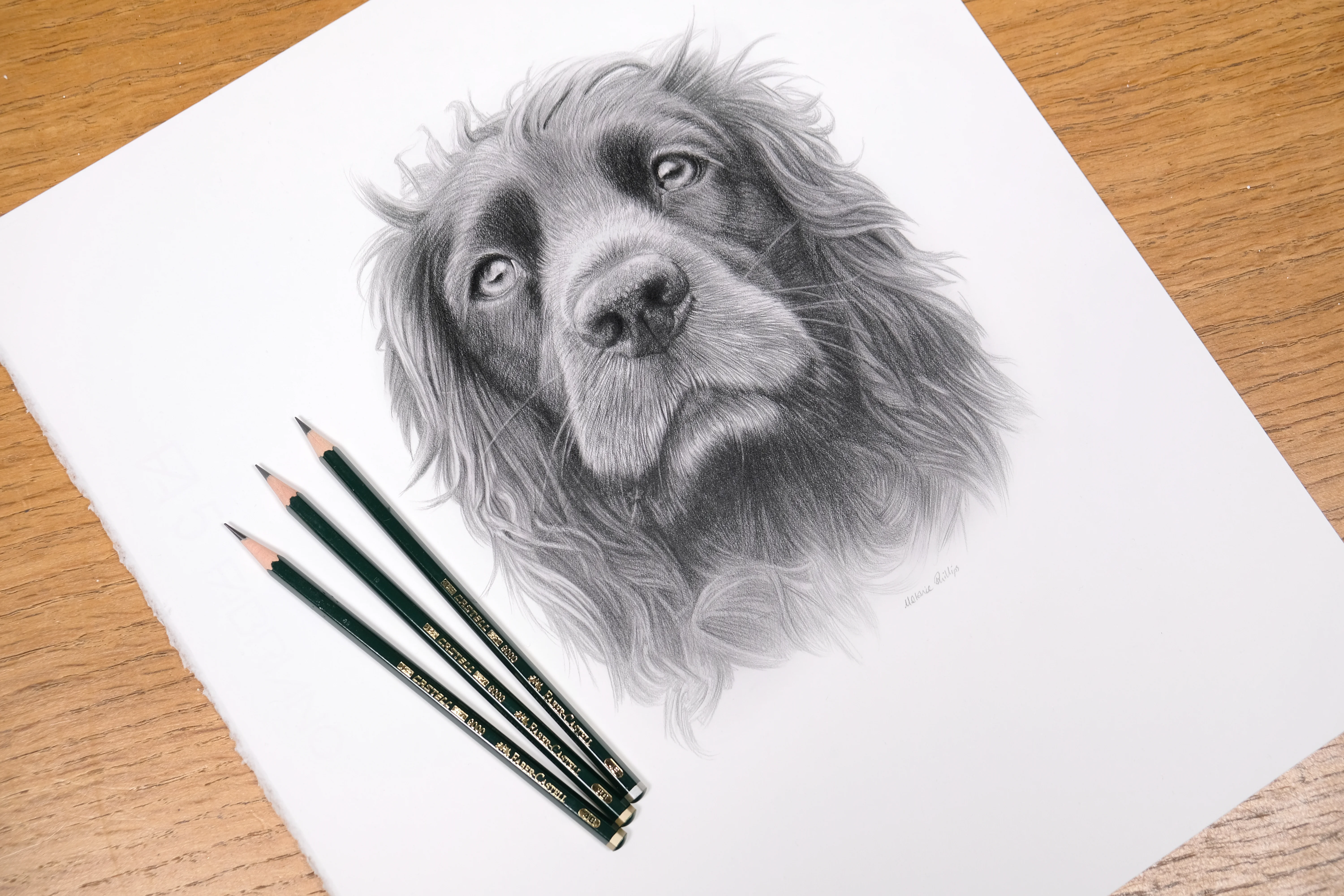 Realistic graphite pencil drawing of a spaniel's face with expressive, lifelike eyes.