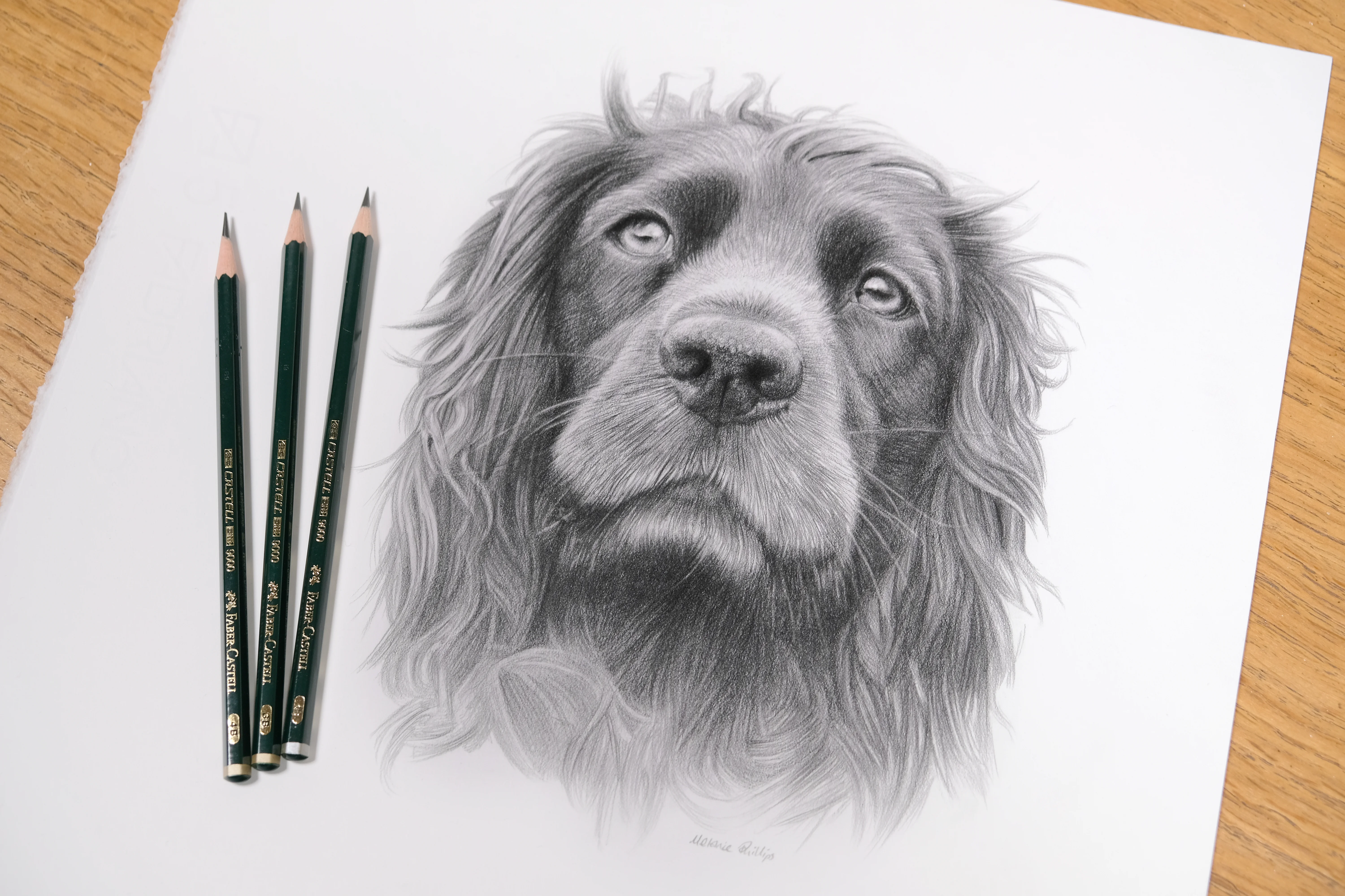 Graphite pencil portrait of a spaniel dog with Faber-Castell pencils neatly arranged beside the finished artwork.