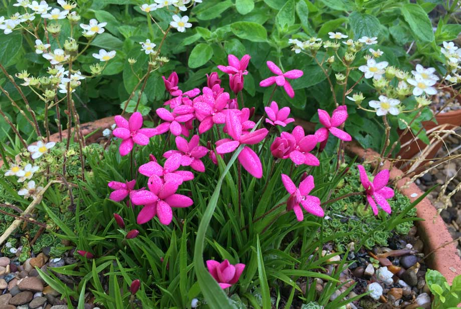 Cottage Garden