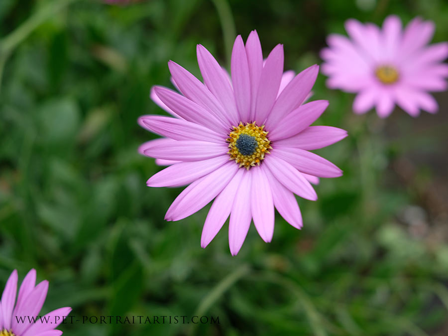 Welsh Cottage Garden