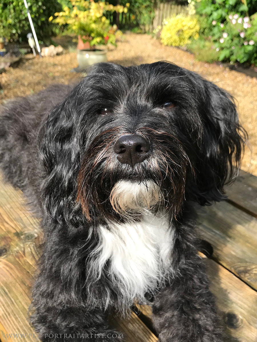 Lily Our Tibetan Terrier
