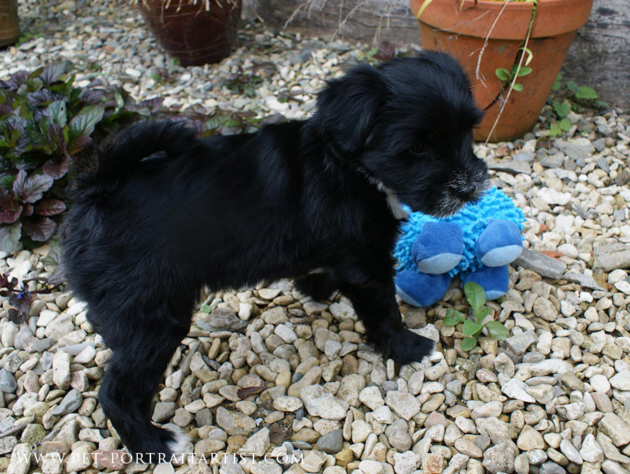 Lily Tibetan Terrier