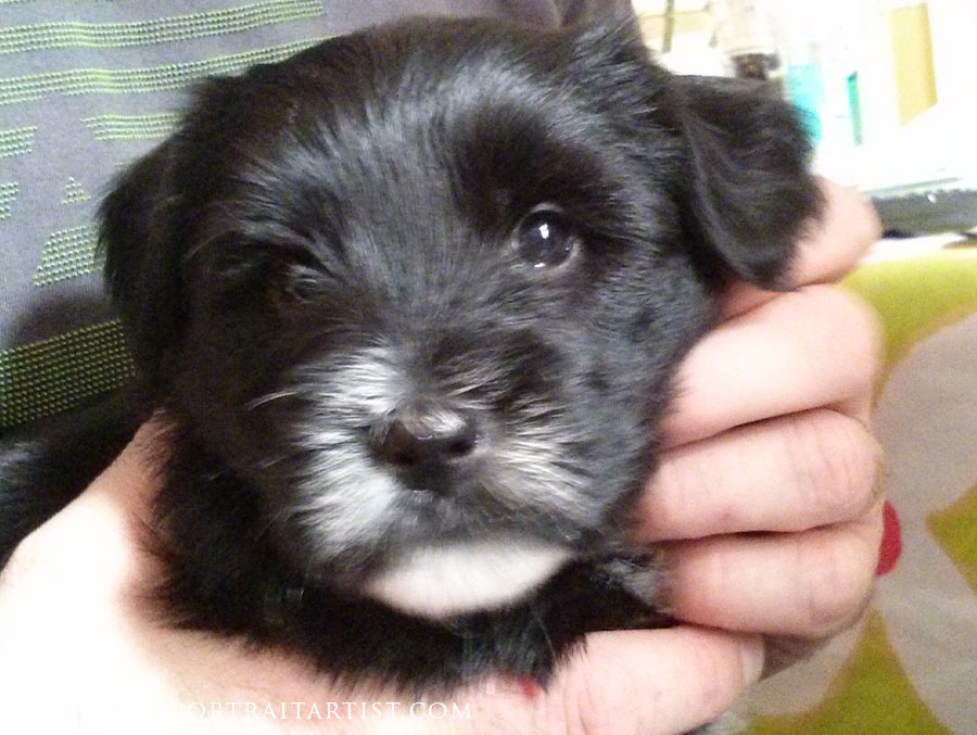 Tibetan Terrier as a Puppy