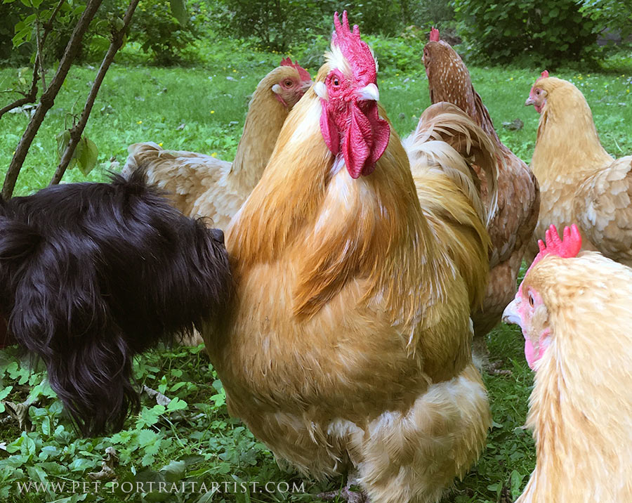 Lily Sniffing Chickens