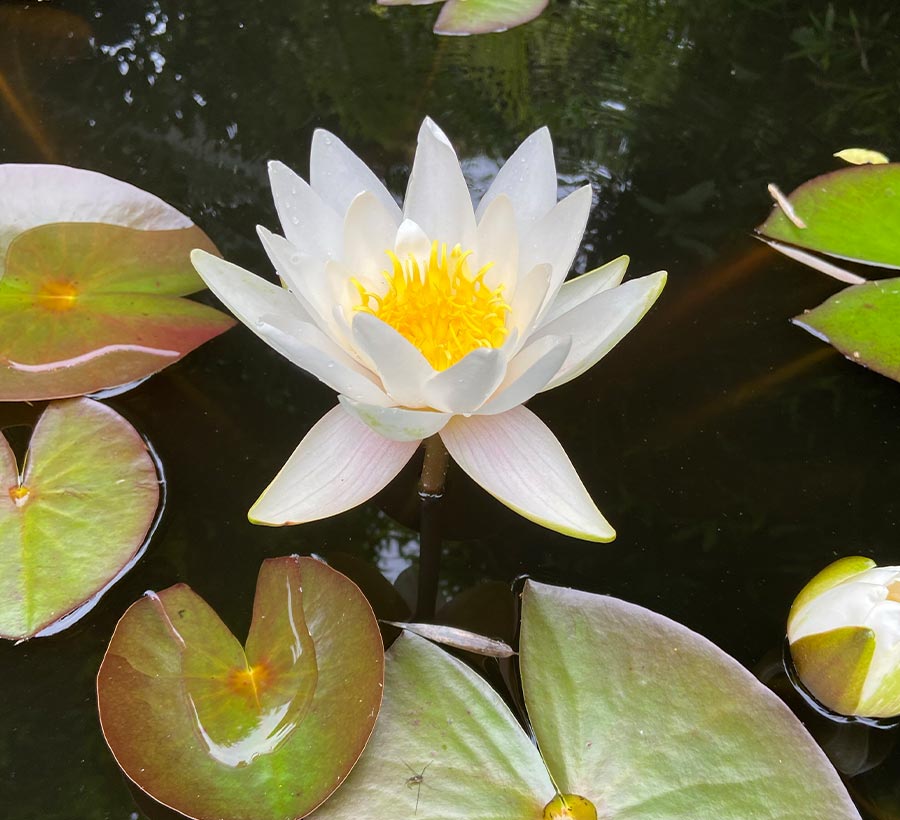 Pond lily in flower