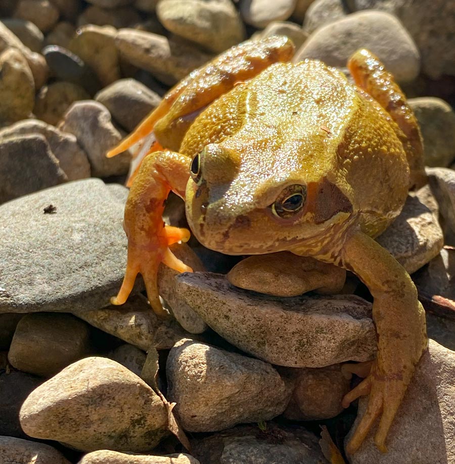 Frog in Welsh cottage garden