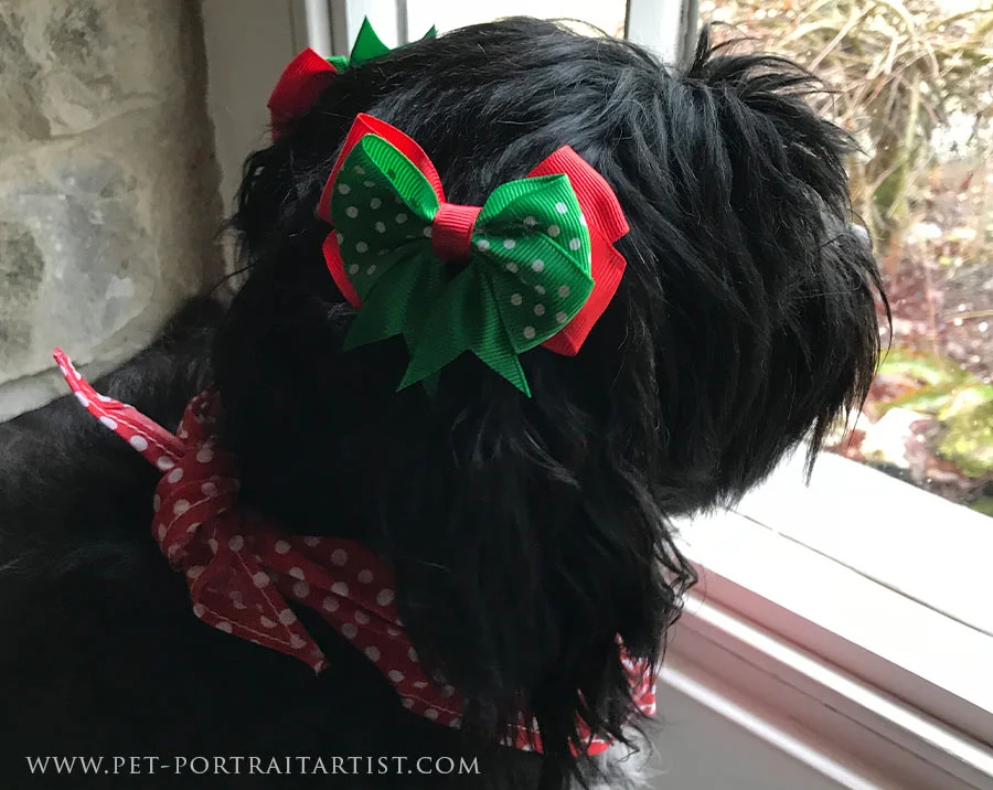 Lily the Tibetan Terrier wearing a festive red polka dot bandana and bows on her ears.