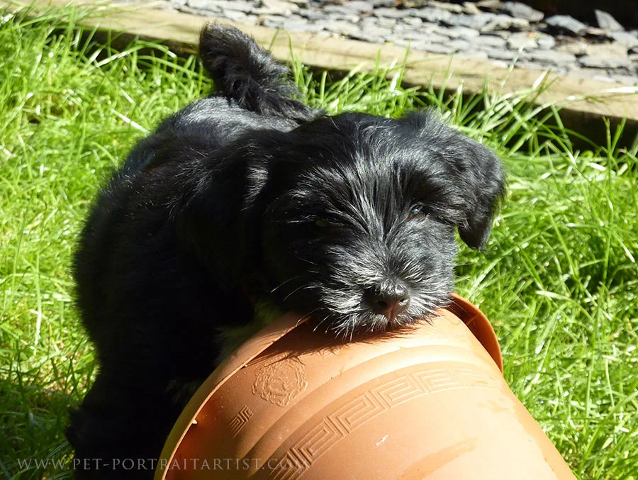 A tiny Lily puppy playfully wrestling with a garden plant pot.