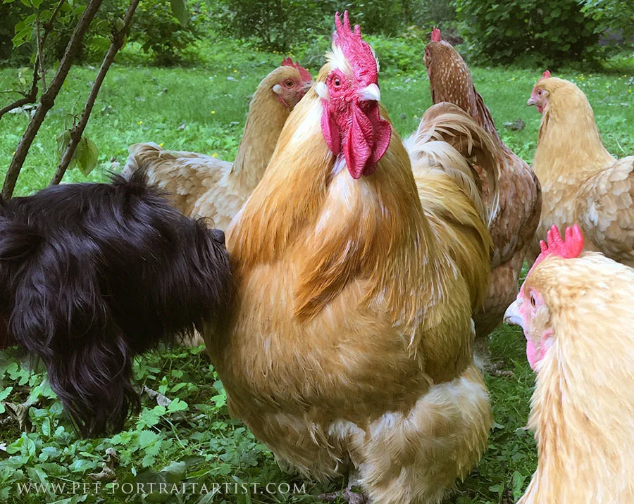 Lily the Tibetan Terrier curiously sniffing a Buff Orpington chicken in the garden.