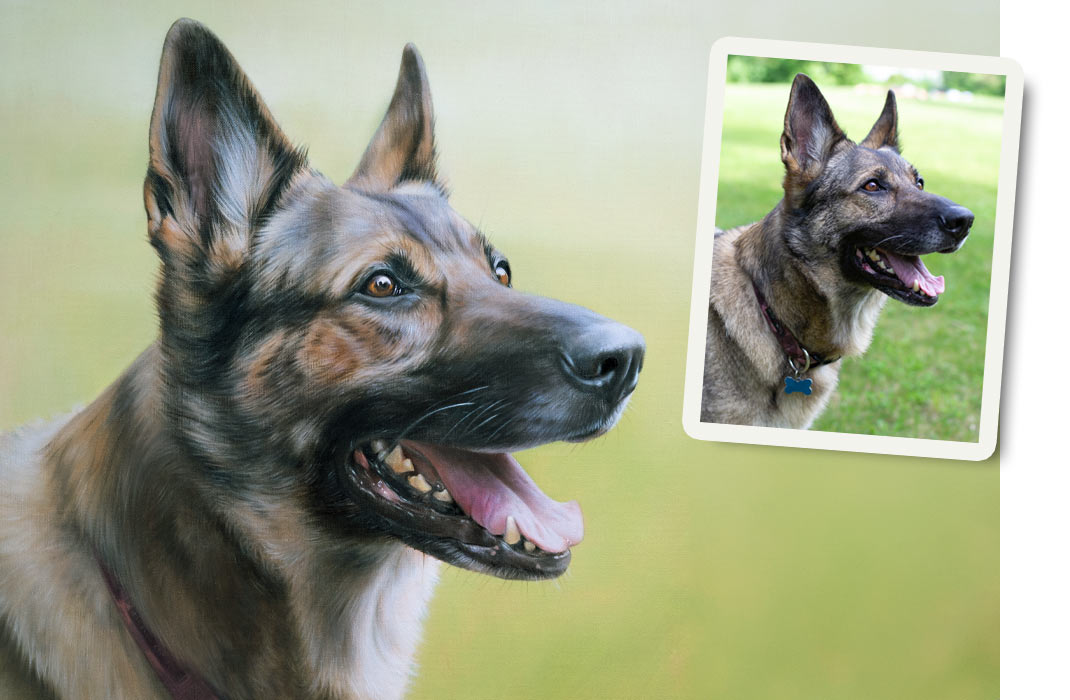Pet Portrait German Shepherd