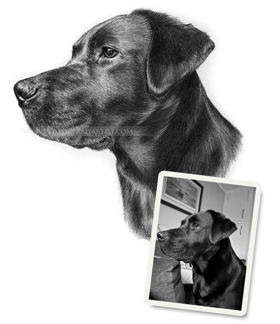 Pet Portraits Artwork Photo Comparison