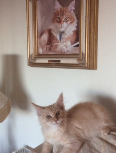 Cat Portraits Testimonials