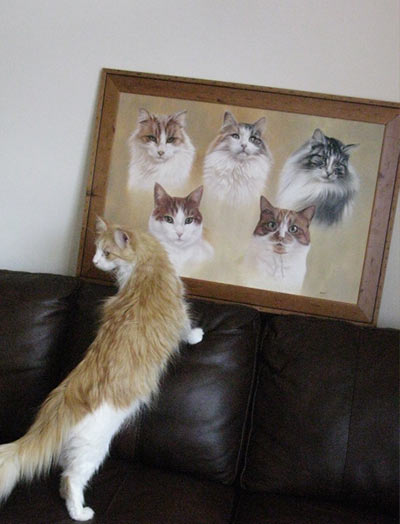 Cat Portraits Testimonials